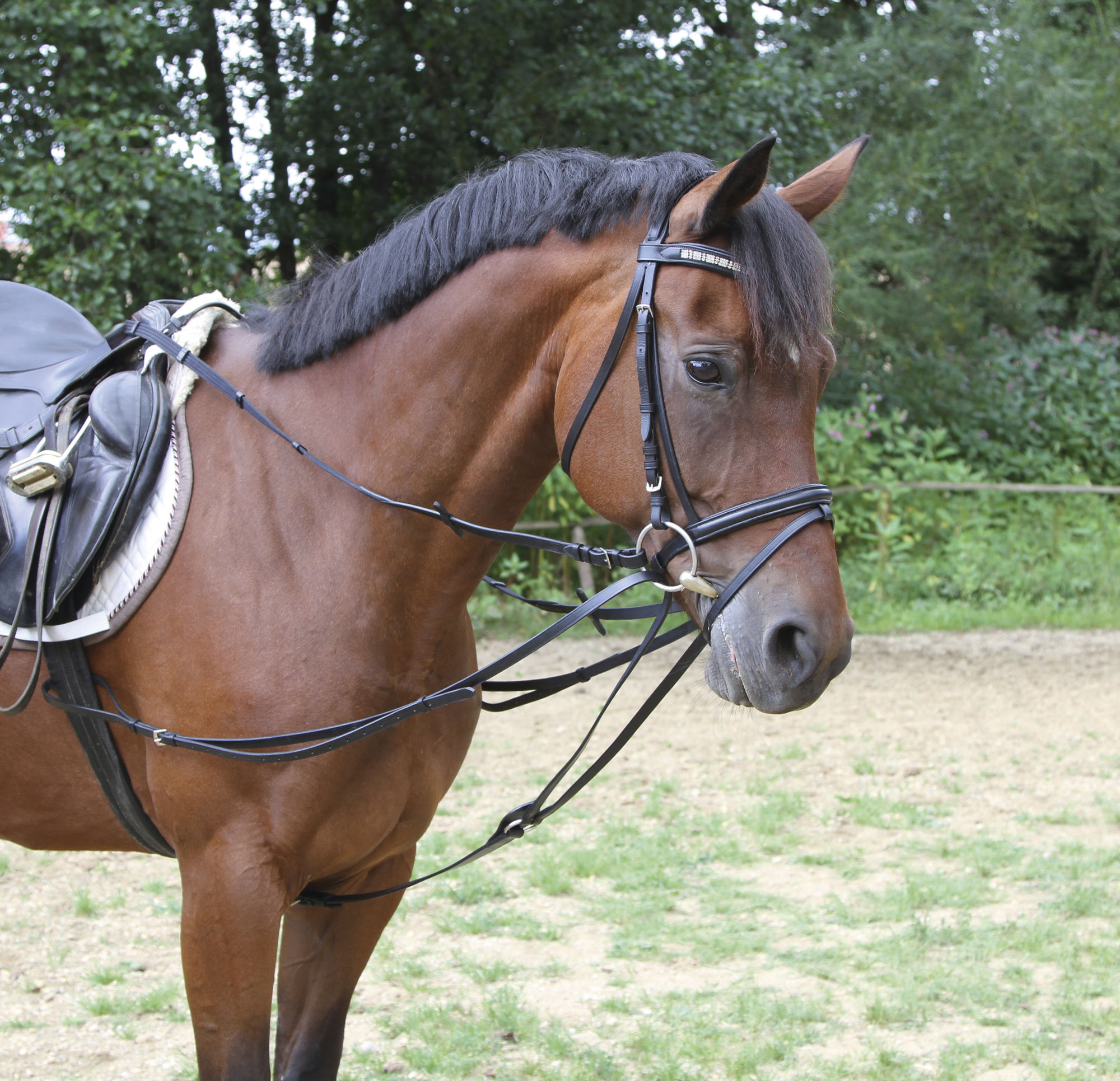 Covalliero Dreieckszügel, schwarz