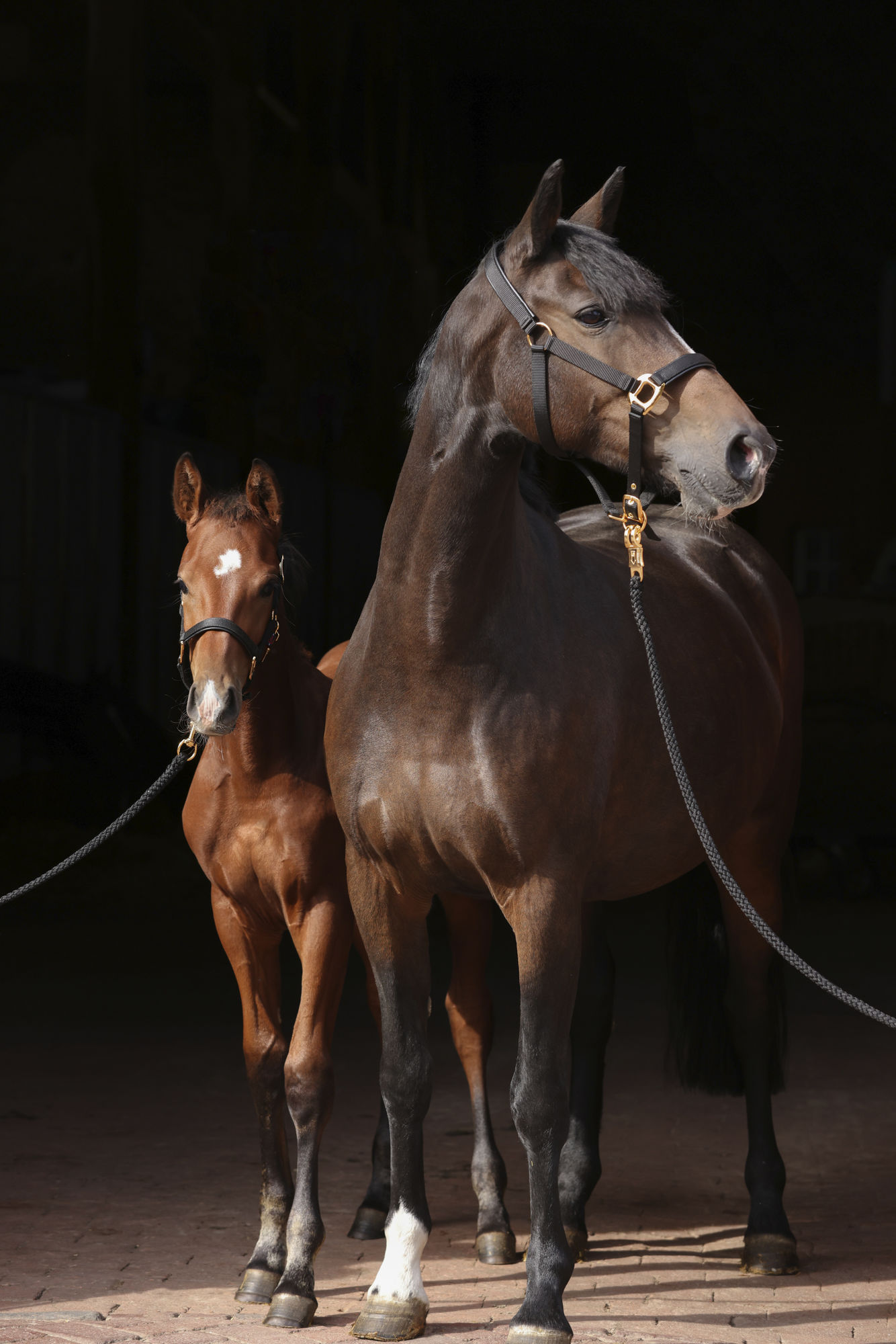 Covalliero Halfter TopLine