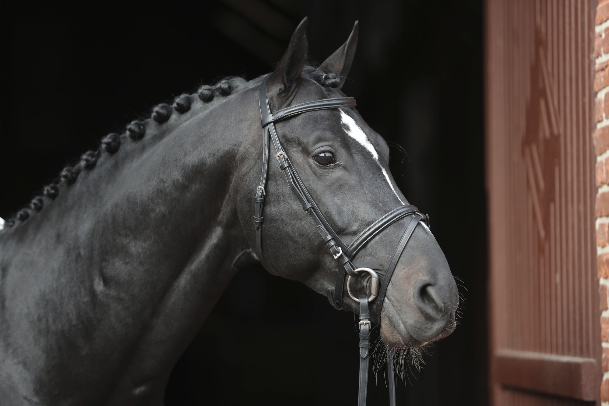 Covalliero Trensenzaum Standard, Leder, schwarz