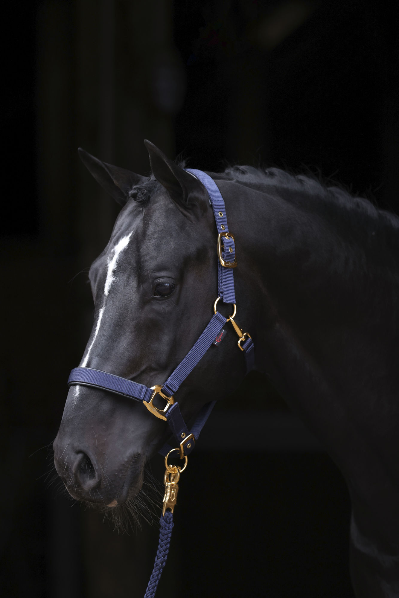 Covalliero Halfter TopLine