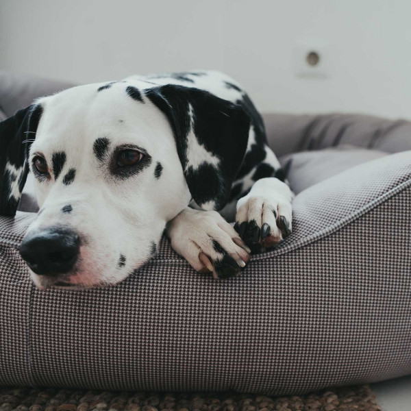 Hunter Hundesofa Lancaster