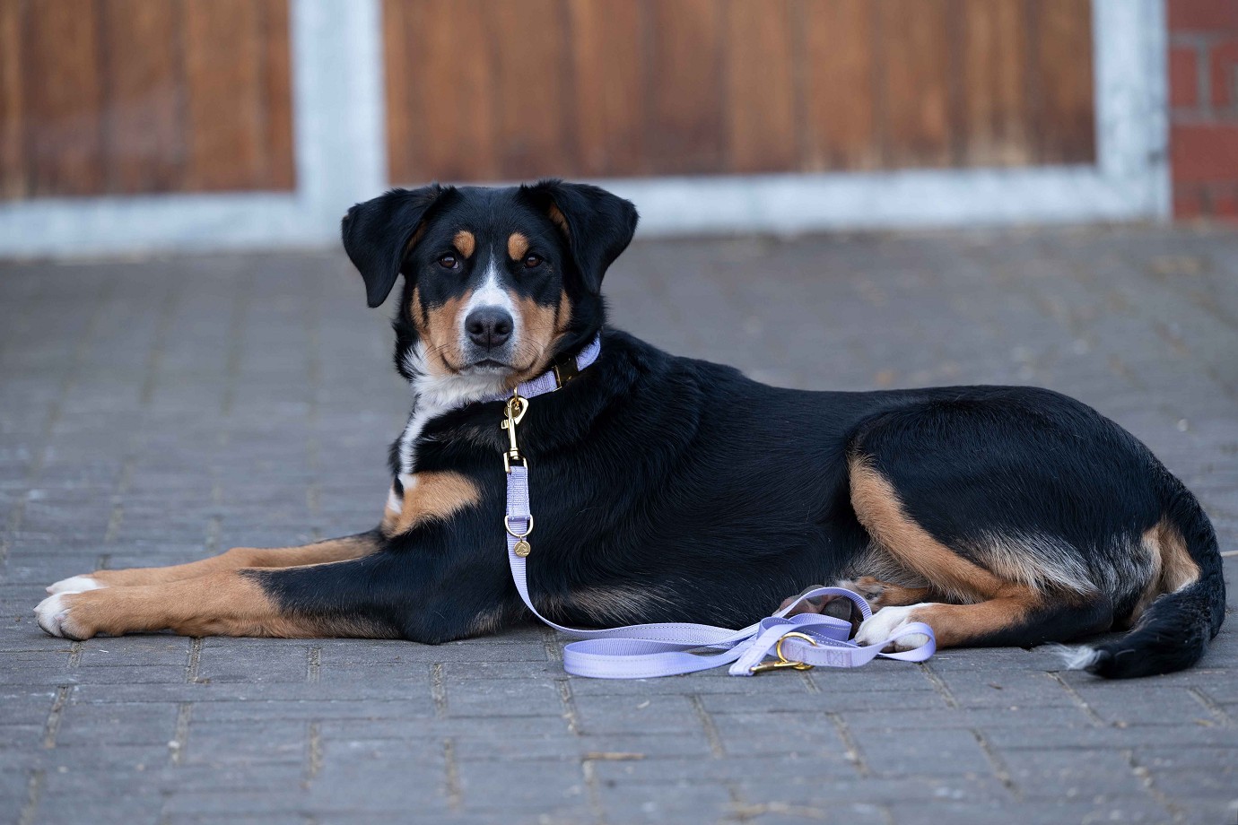 HKM Hundehalsband "Ida" Nylon,pistazie, S/M,Sale