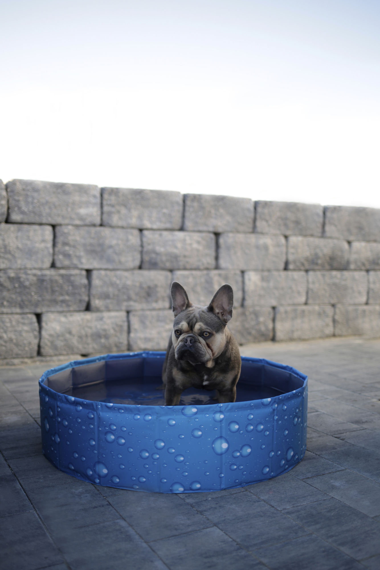 Kerbl Hundepool "Bubble", blau