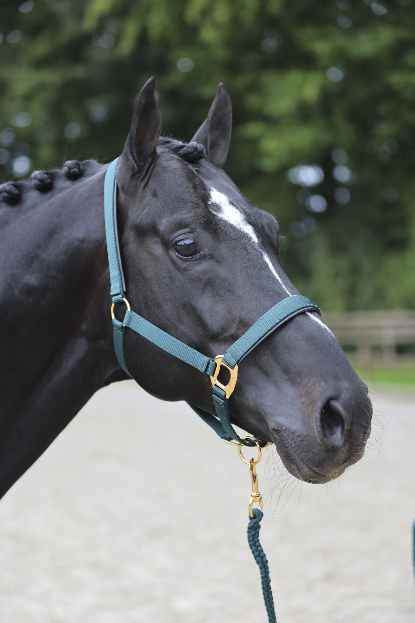 Covalliero Halfter TopLine