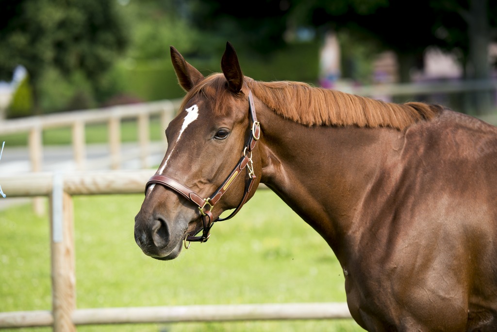 ERIC THOMAS "Pro", Lederhalfter, havanna, havanna unterlegt, Warmblut