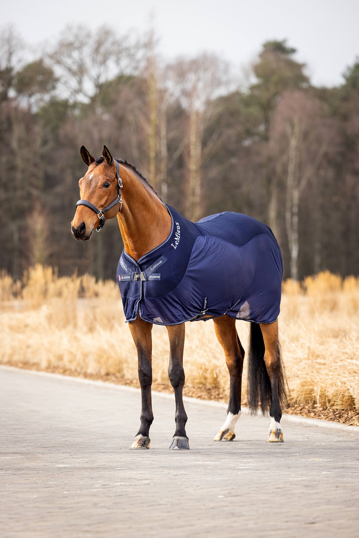 LeMieux Kudos Mesh Sports Cooler Rug, Abschwitzdecke