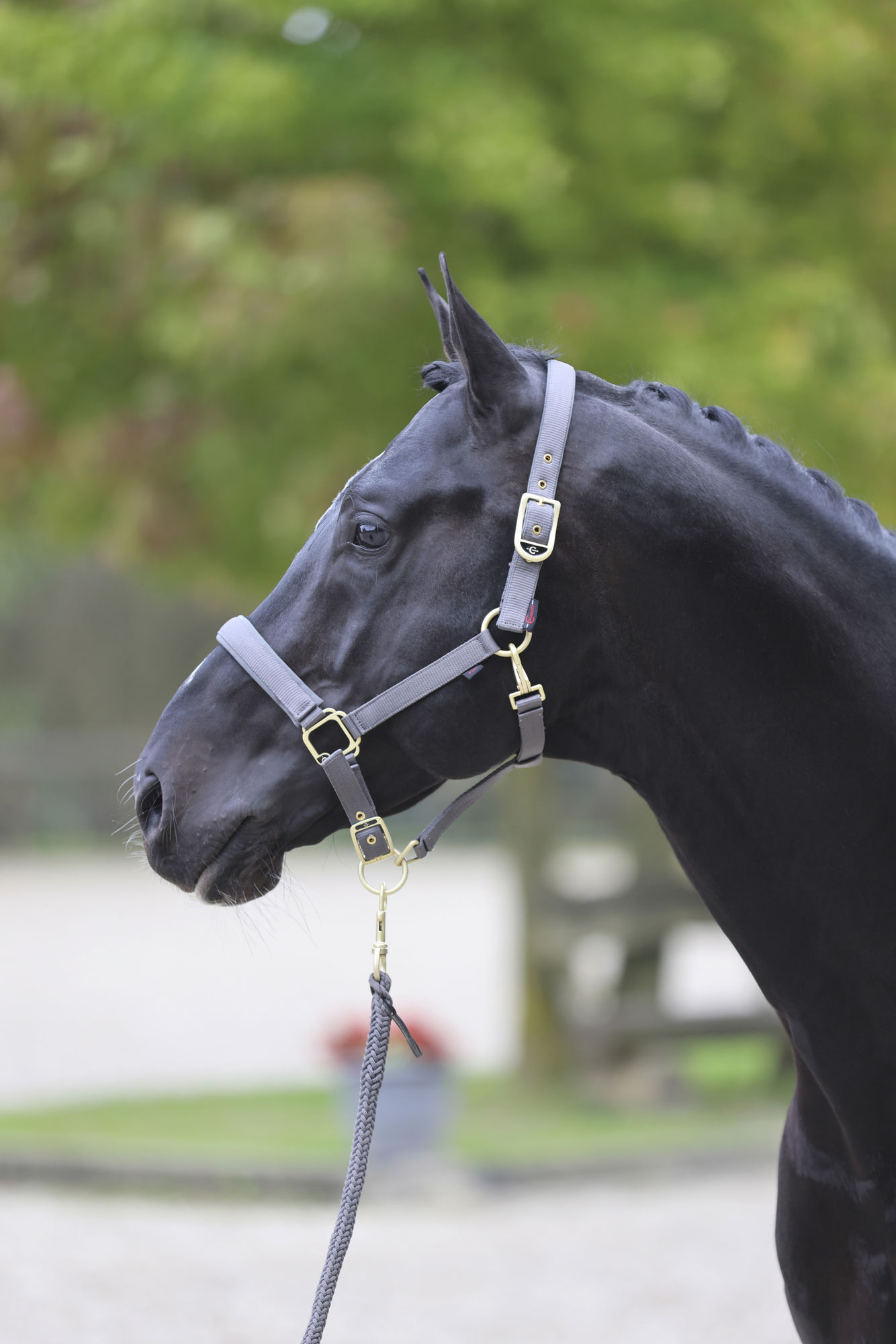 Covalliero Halfter Classy