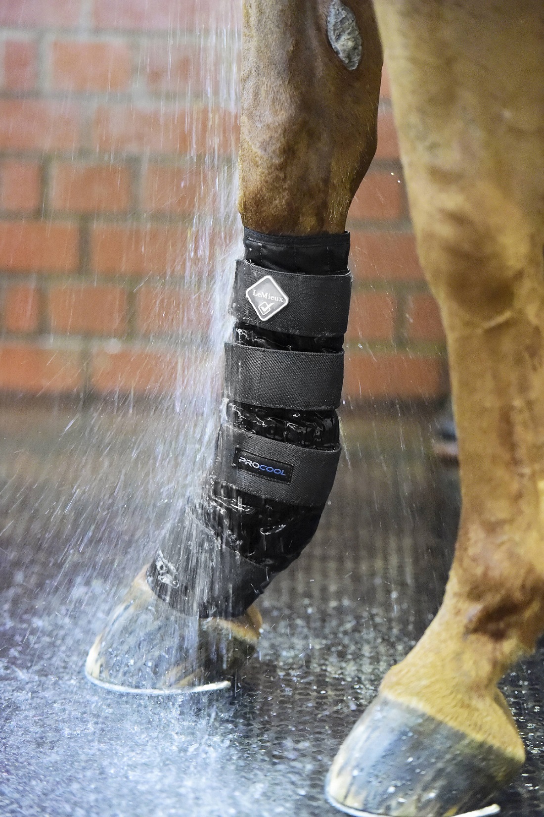 LeMieux Cold Water Boots, Kühlgamaschen, schwarz