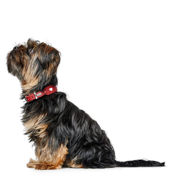 Hunter Halsband Love, rot/schwarz