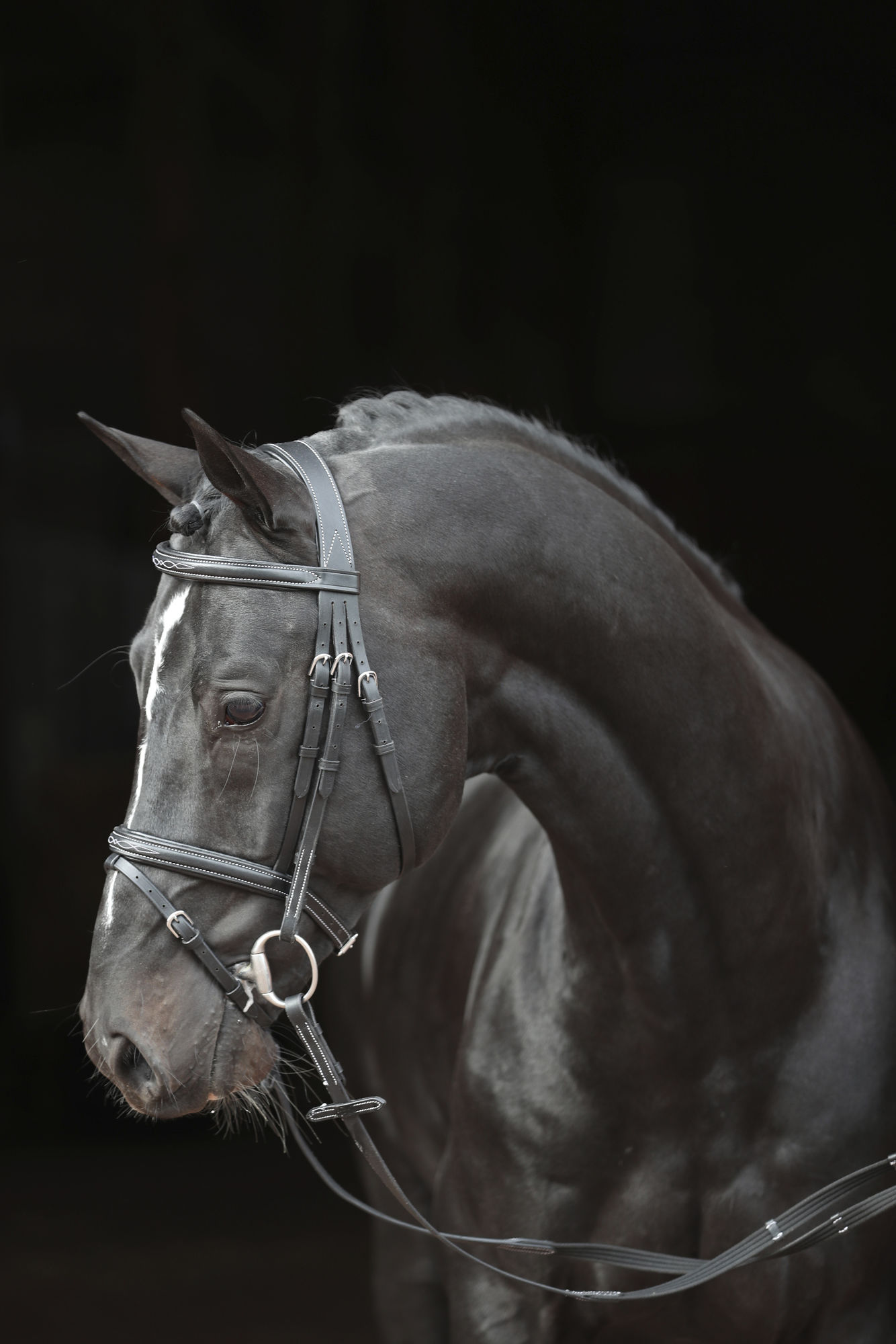 Covalliero Trensenzaum Classic, Leder, schwarz