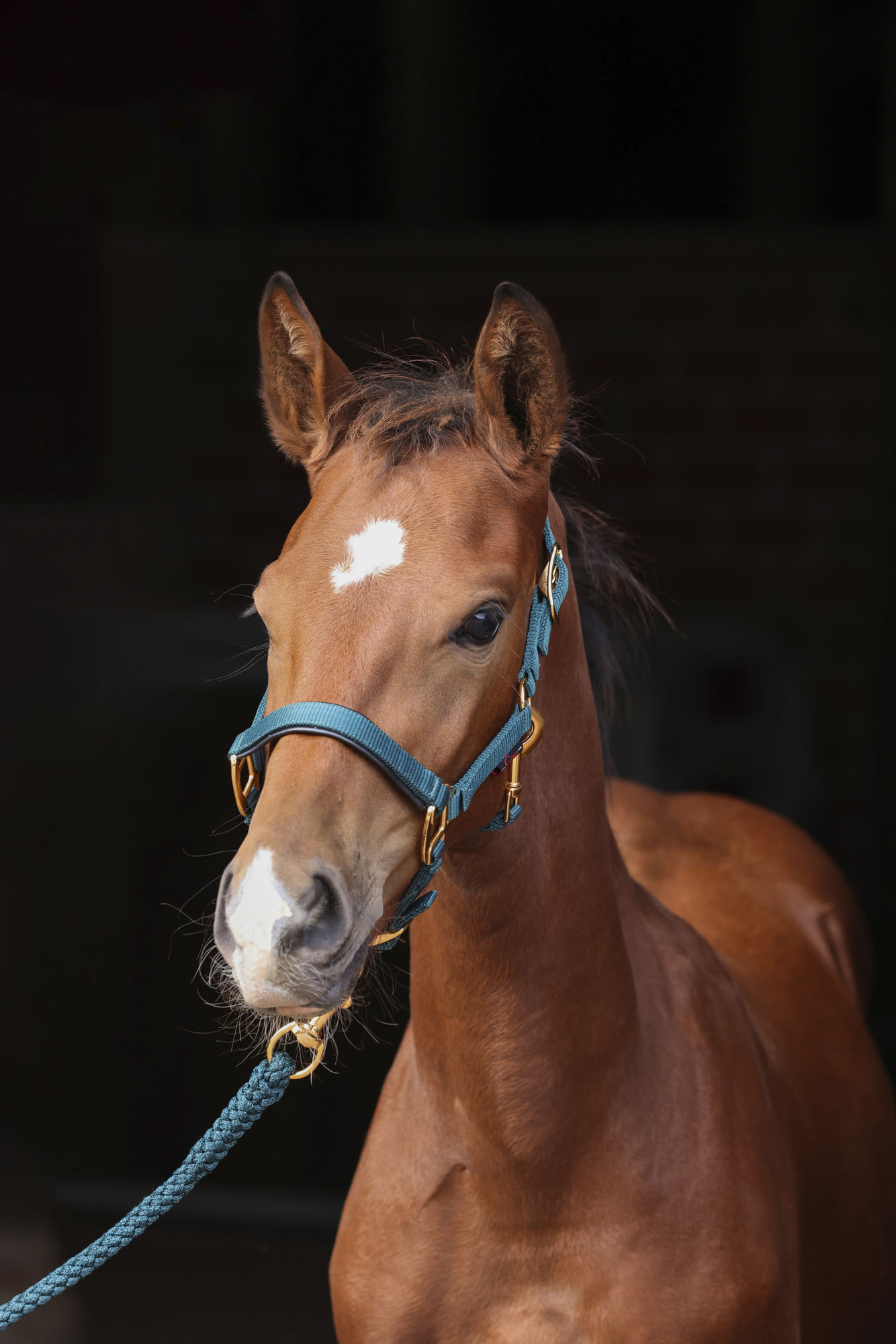 Covalliero Fohlenhalfter TopLine