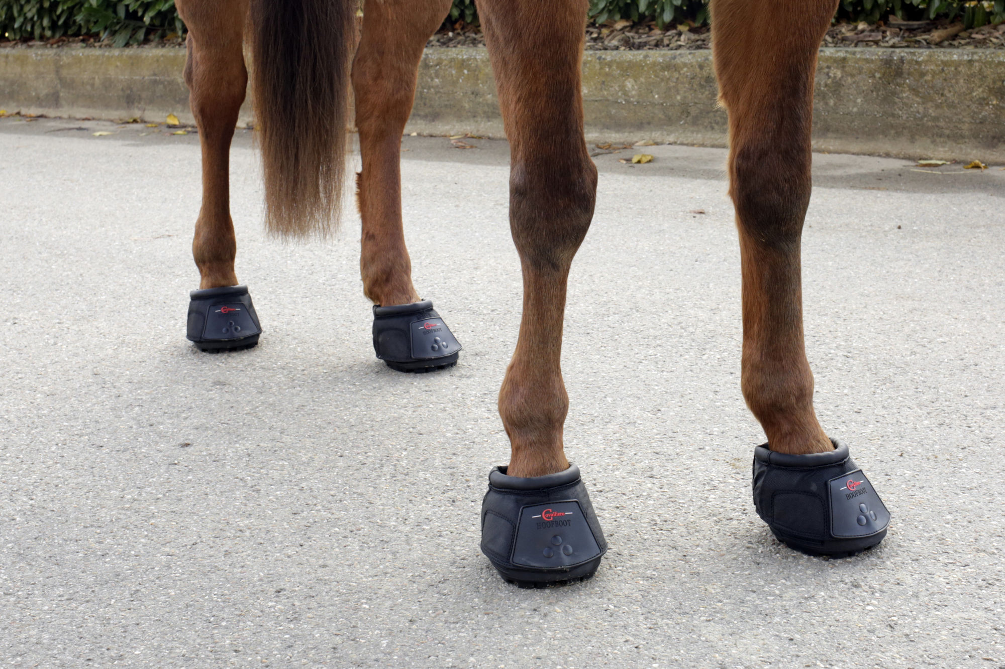 Covalliero Covalliero Hufschuh, schwarz, pro Stück