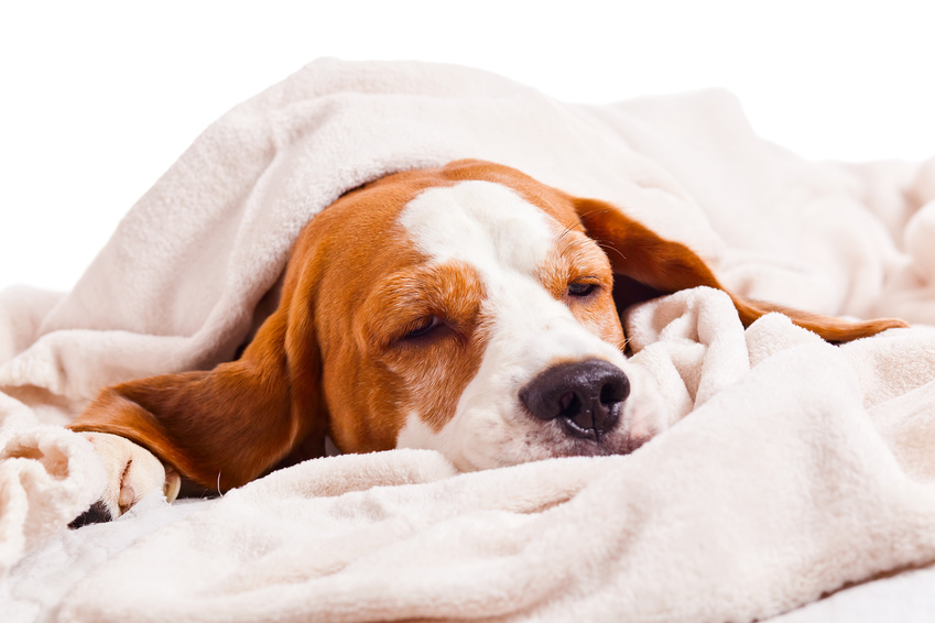 Hundedecke "Softie"