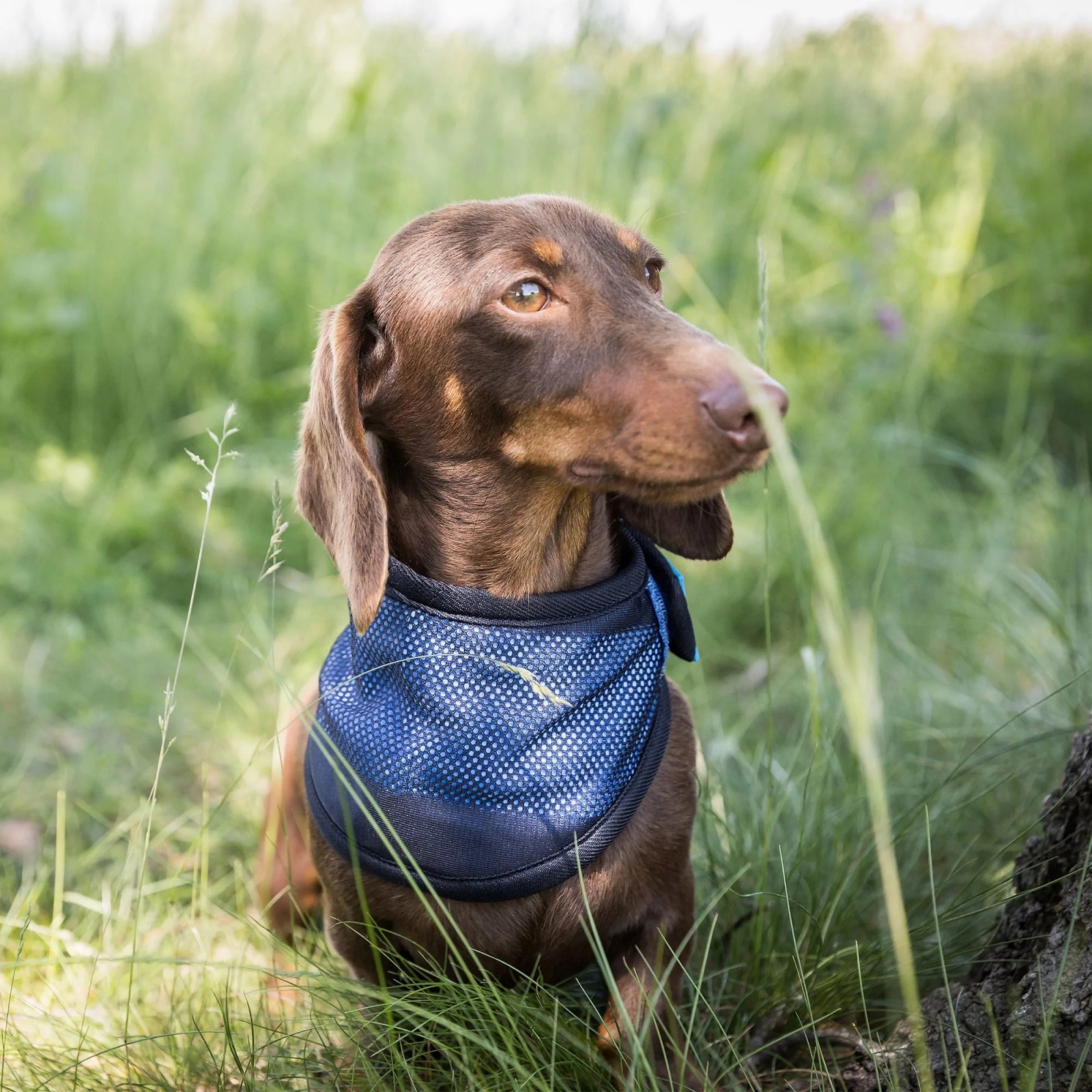 Cool on Track Cooling Bandana, blau