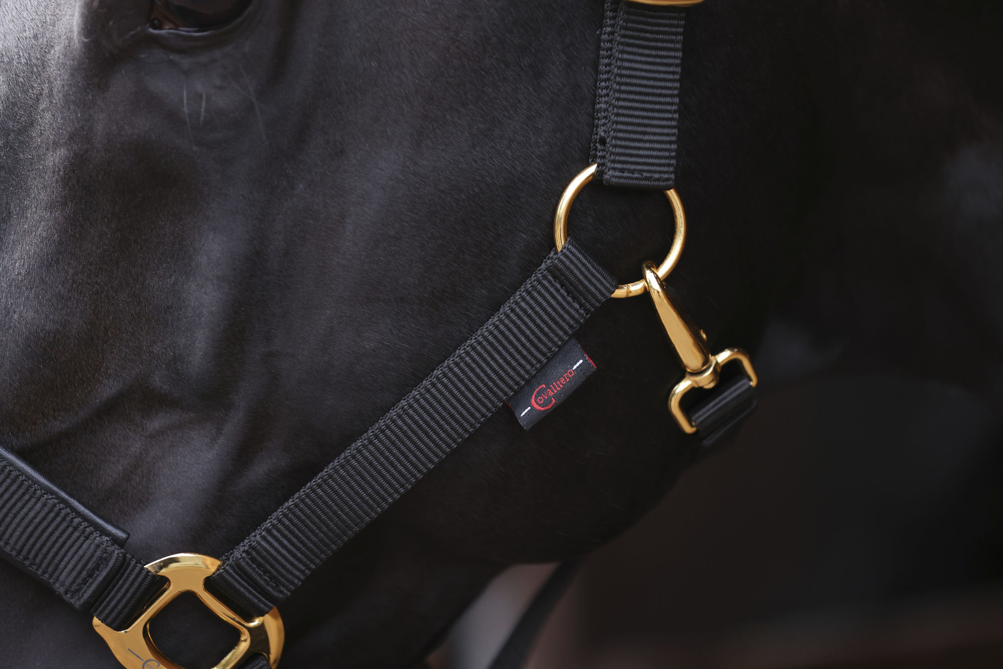 Covalliero Halfter TopLine