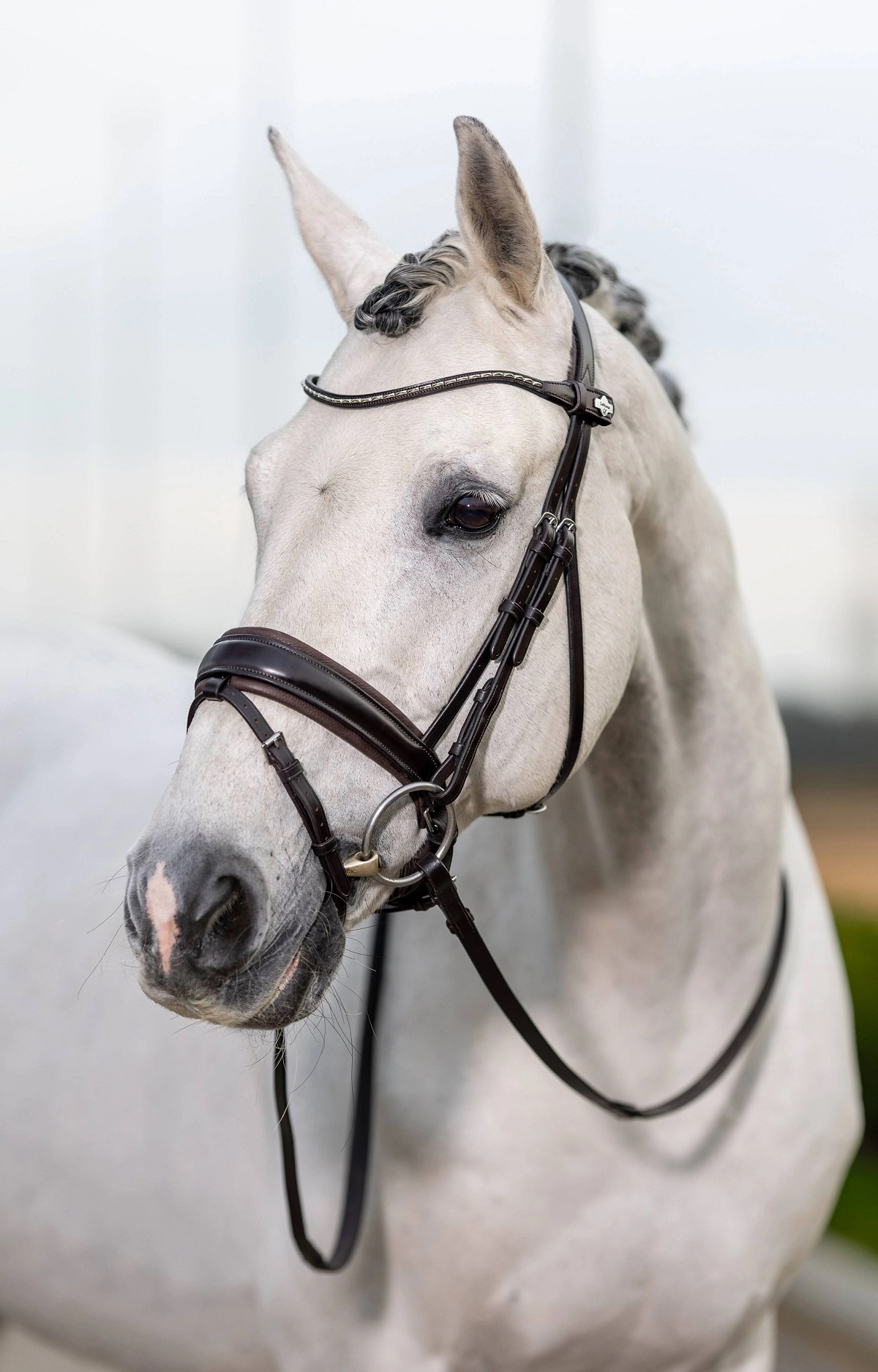 LeMieux Kudos Classic Dressage Bridle, Dressurtrense, Trense