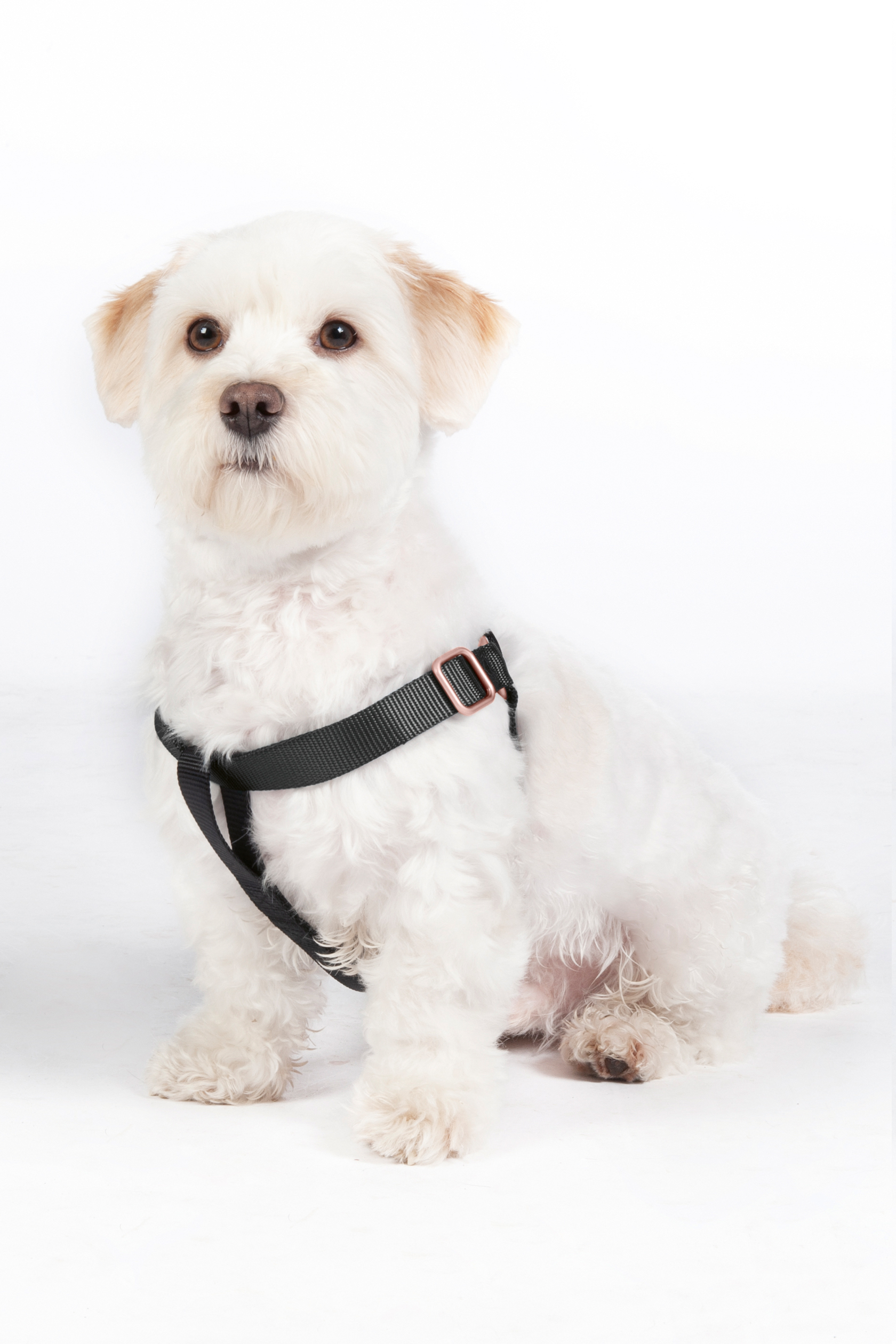 HKM Hundegeschirr, Step-In "Anam Cara", Nylon