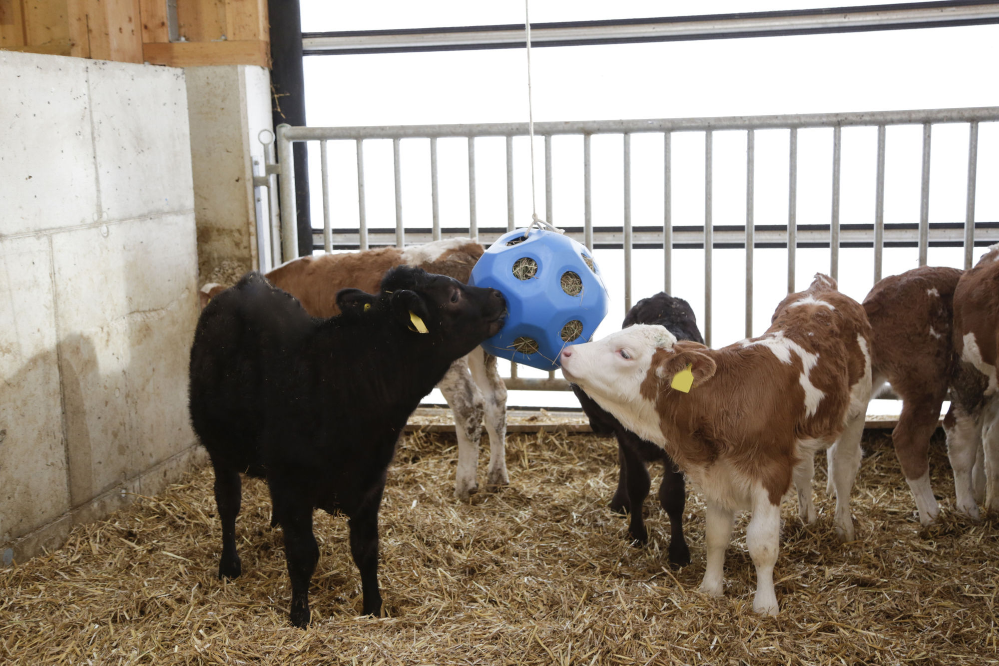 HeuBoy, blau, Futterspielball