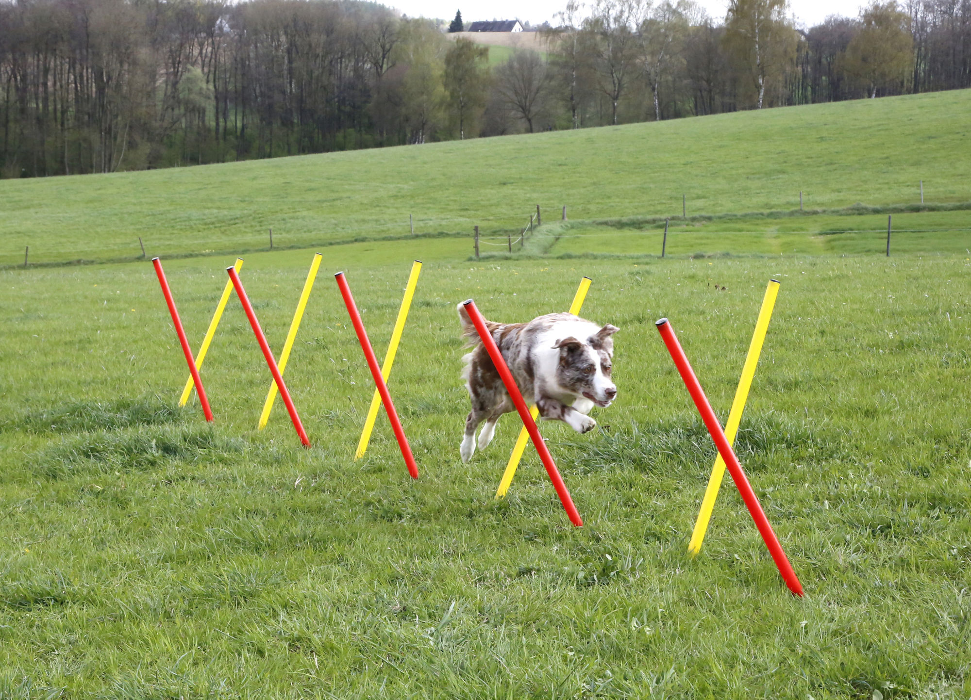 Kerbl Komplett-Set "Agility", rot/gelb