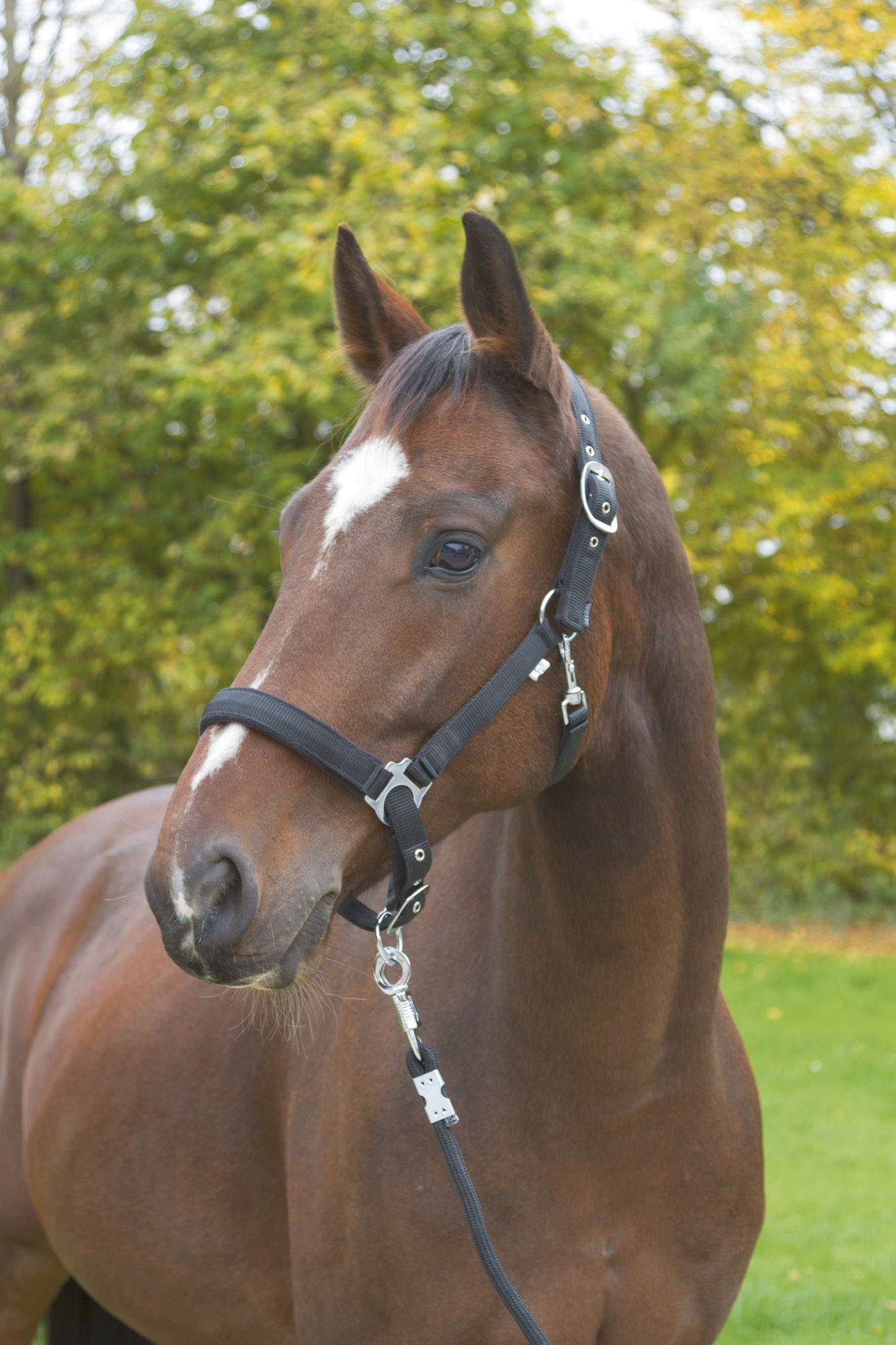 Covalliero Halfter Dexter, mit Fleecepolsterung