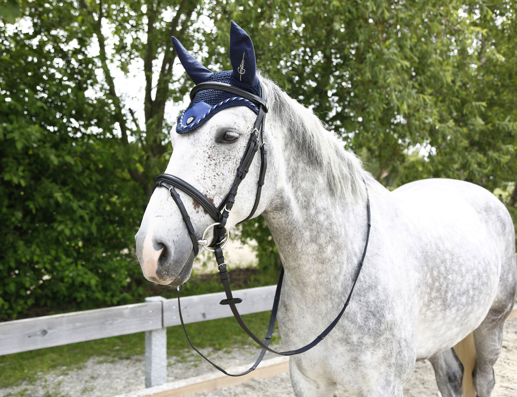 Covalliero Fliegenhaube Tampa, Full
