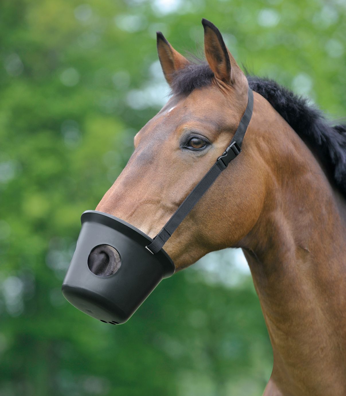 Waldhausen Maulkorb, Warmblut