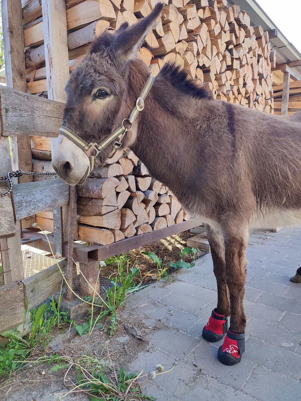 Wohlfühl-und Genesungs-Hufschuh, 1 Paar, inkl. 2 Einlagen