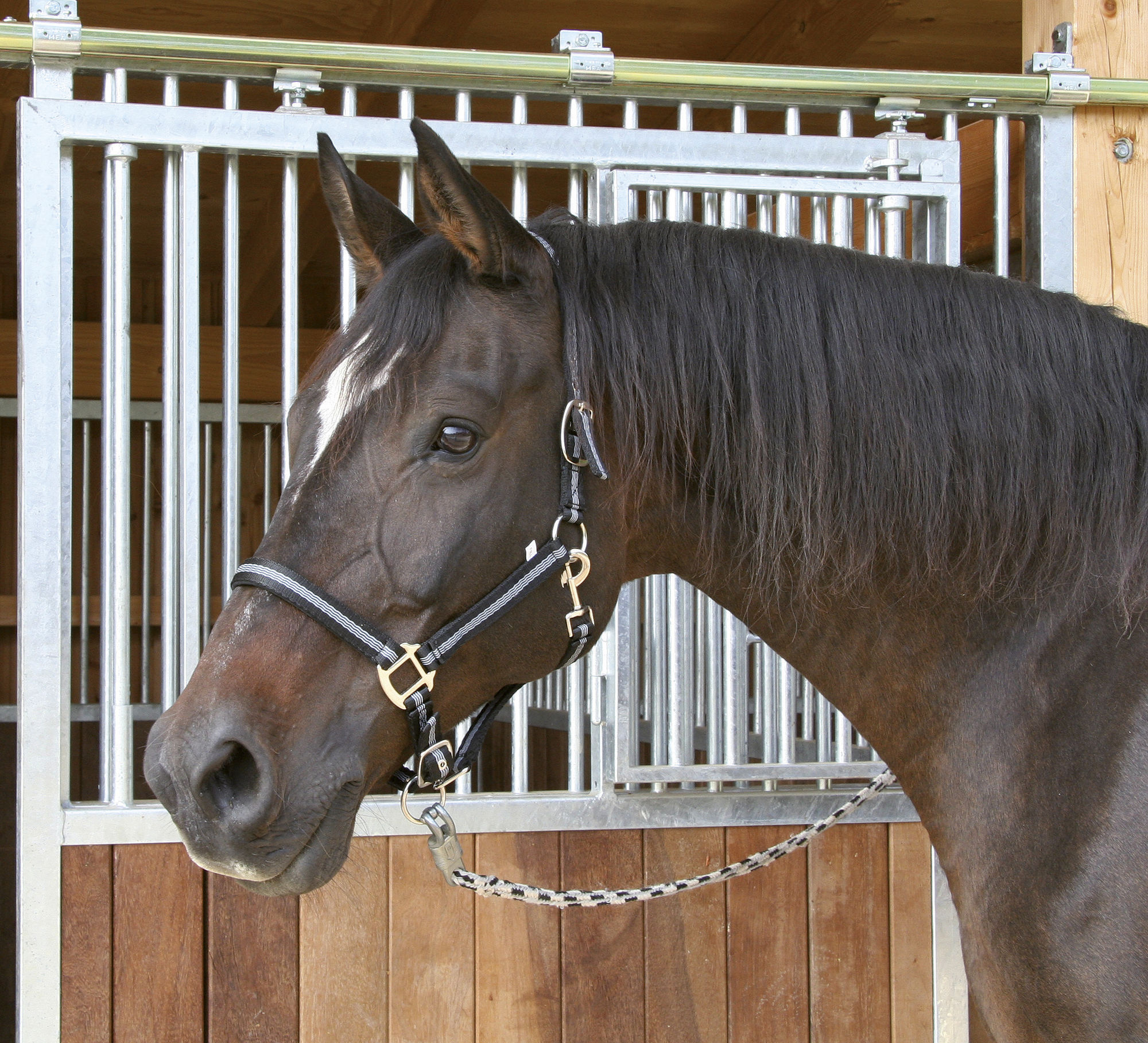 Covalliero Halfter Mustang, 2fach verstellbar
