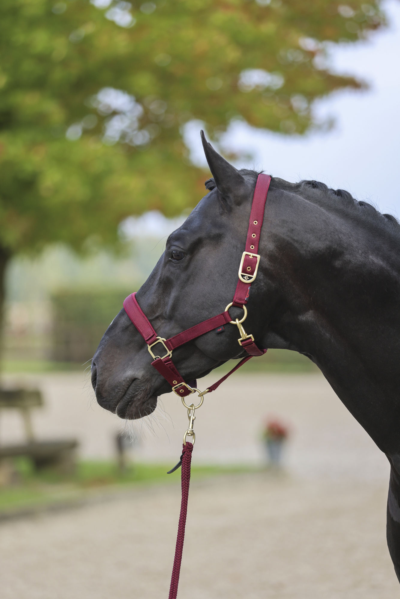 Covalliero Halfter Classy
