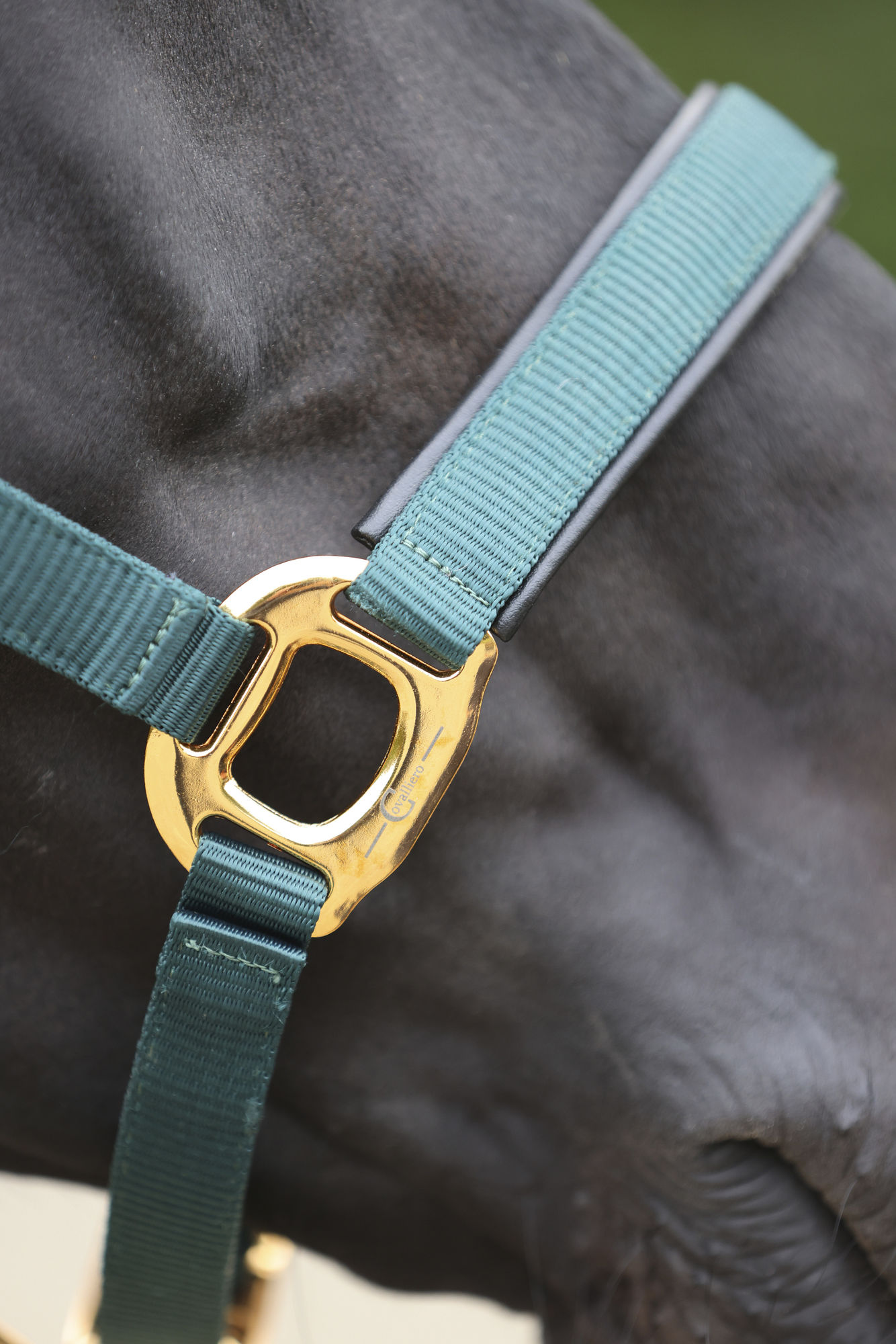 Covalliero Halfter TopLine