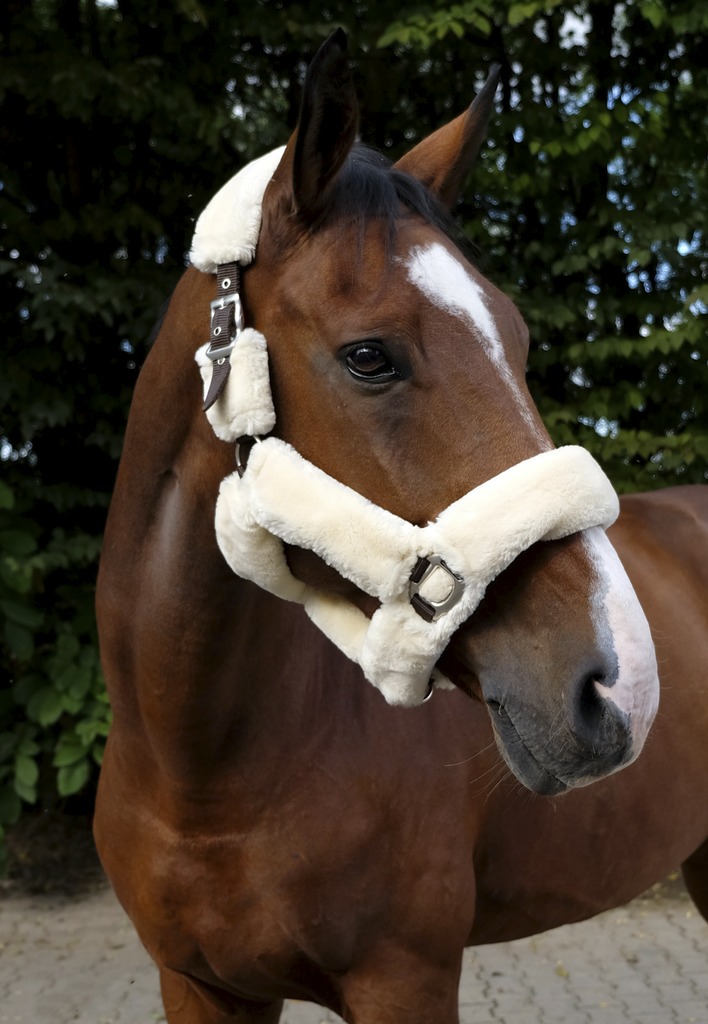EQUITHÈME "Teddy" Halfter, mit synthetischem Lammfell