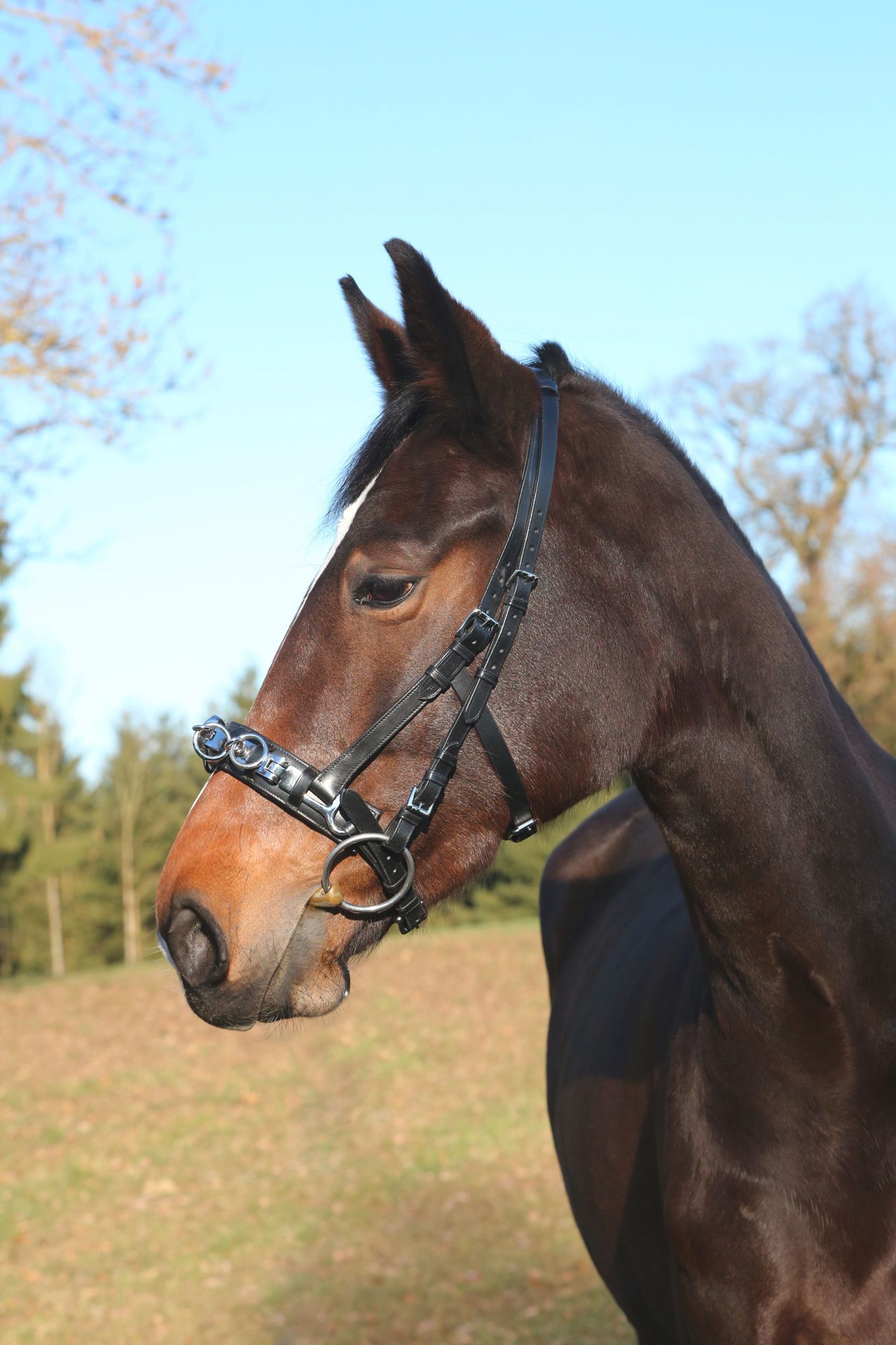 Covalliero Kappzaum Exklusiv, Leder, schwarz, inkl.Gebissriemen