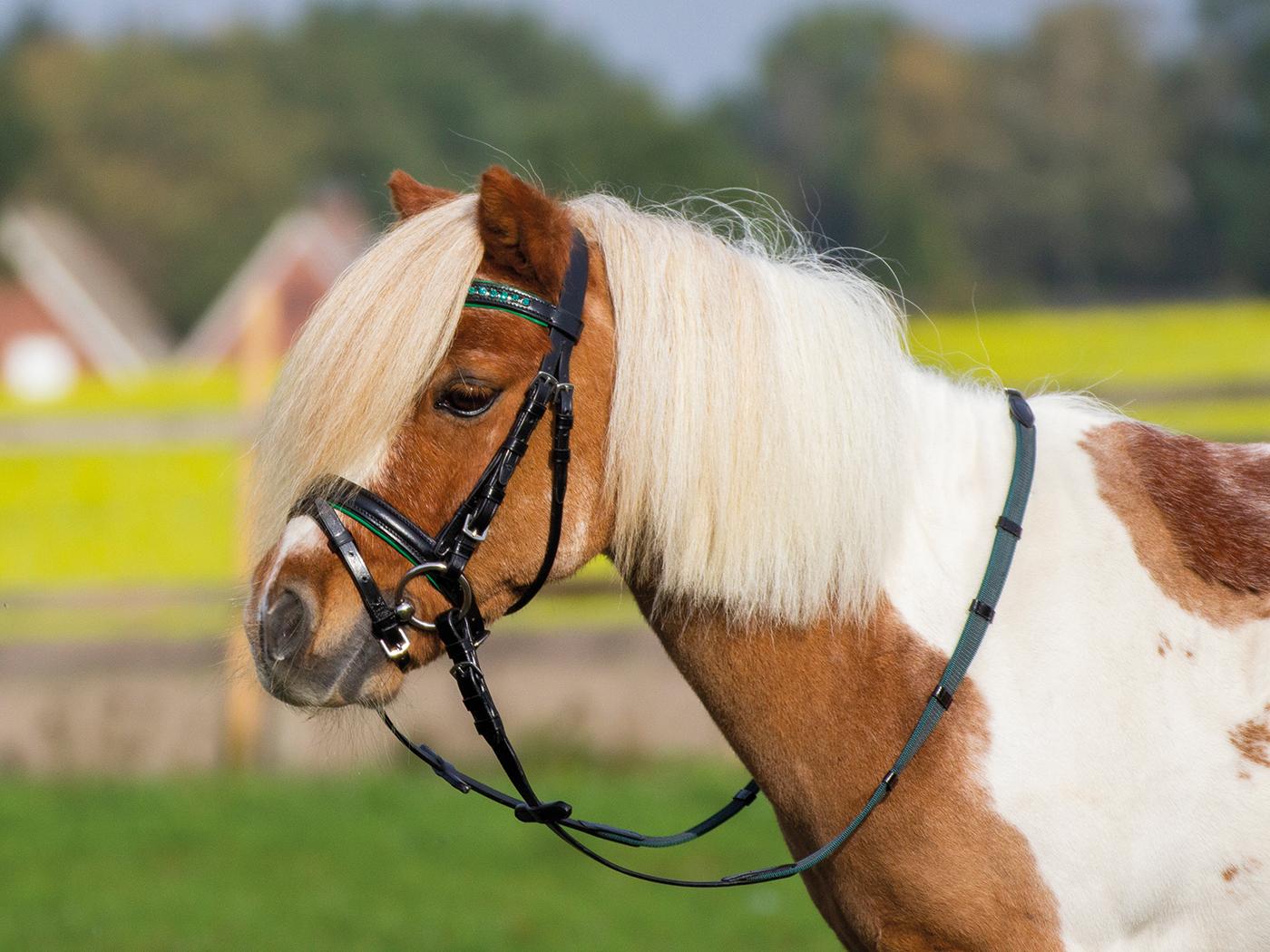 BUSSE Trense Sonny, inkl. Zügel, Minishetty, Shetty