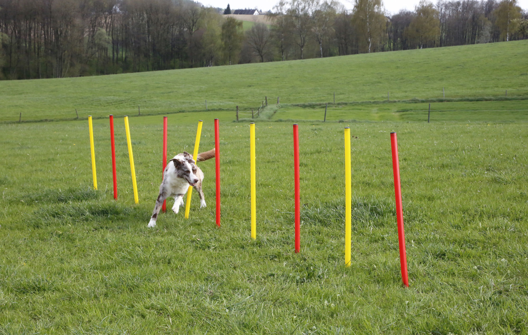 Kerbl Komplett-Set "Agility", rot/gelb