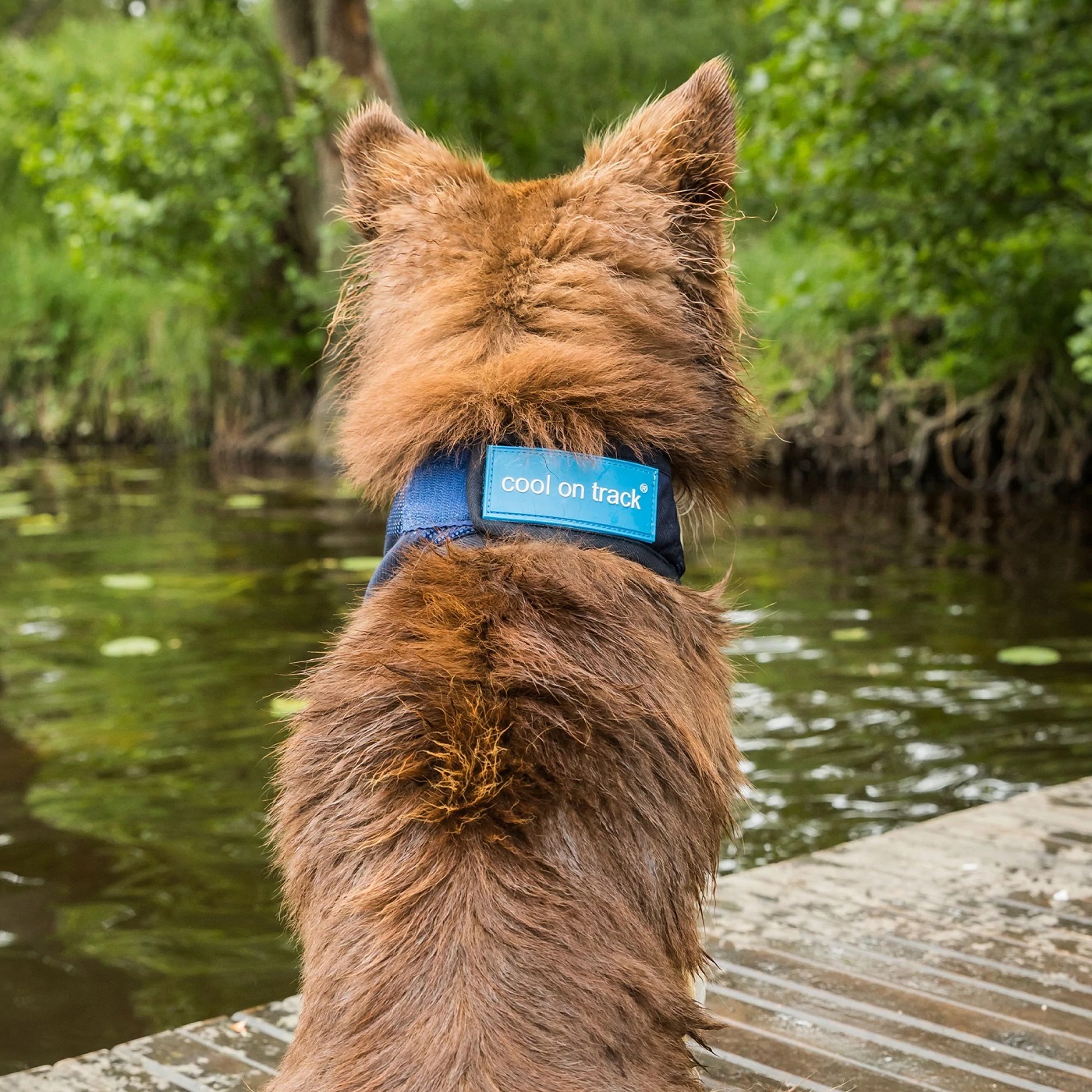Cool on Track Cooling Bandana, blau