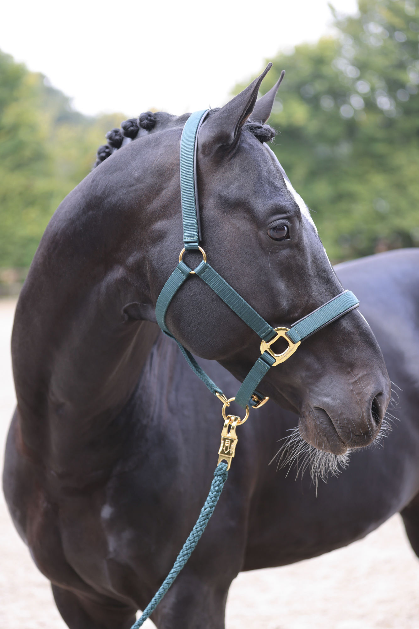 Covalliero Halfter TopLine