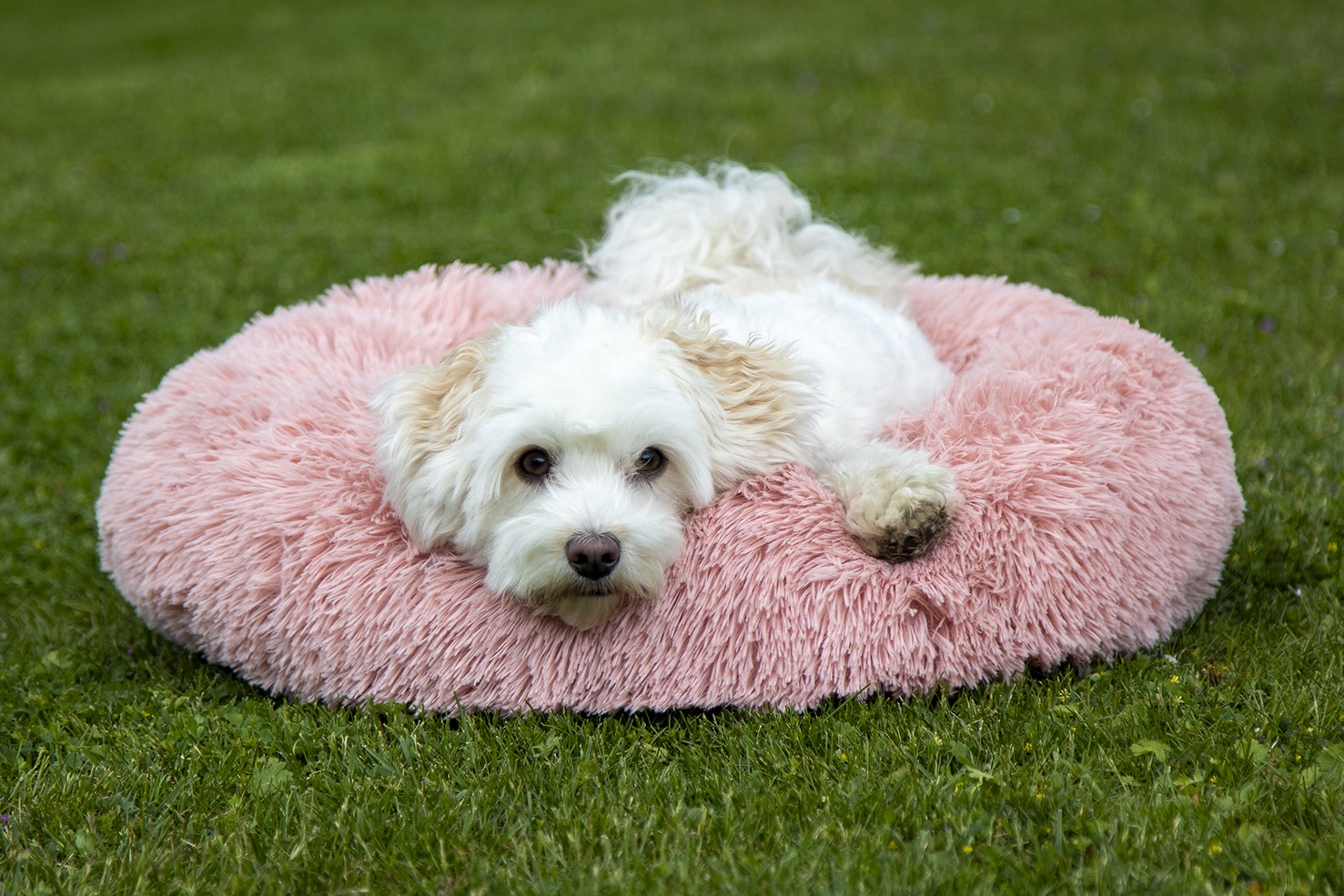 Hundebett "Fluffy"