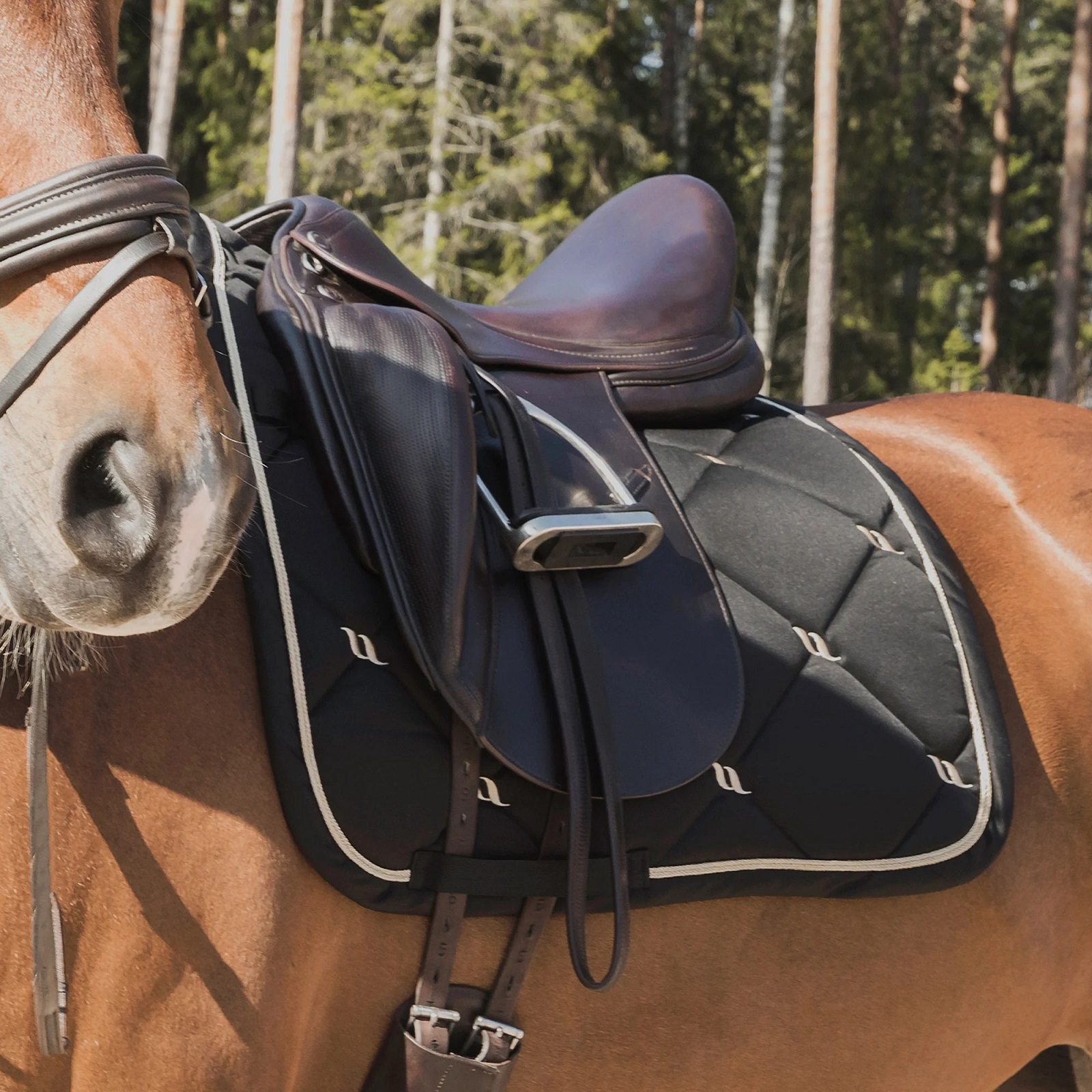 Back on Track Nights Collection Schabracke Dressur, Full, schwarz