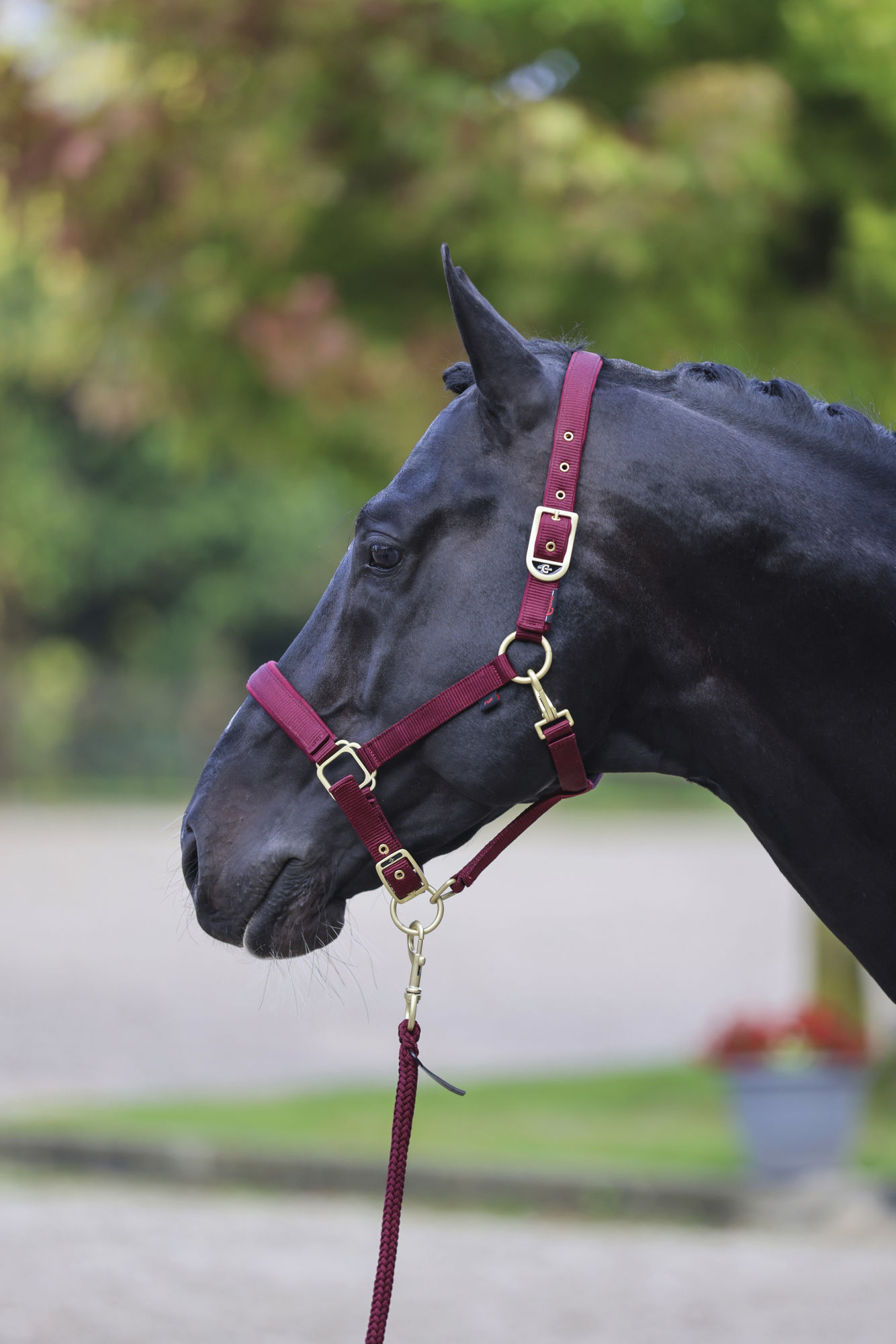 Covalliero Halfter Classy