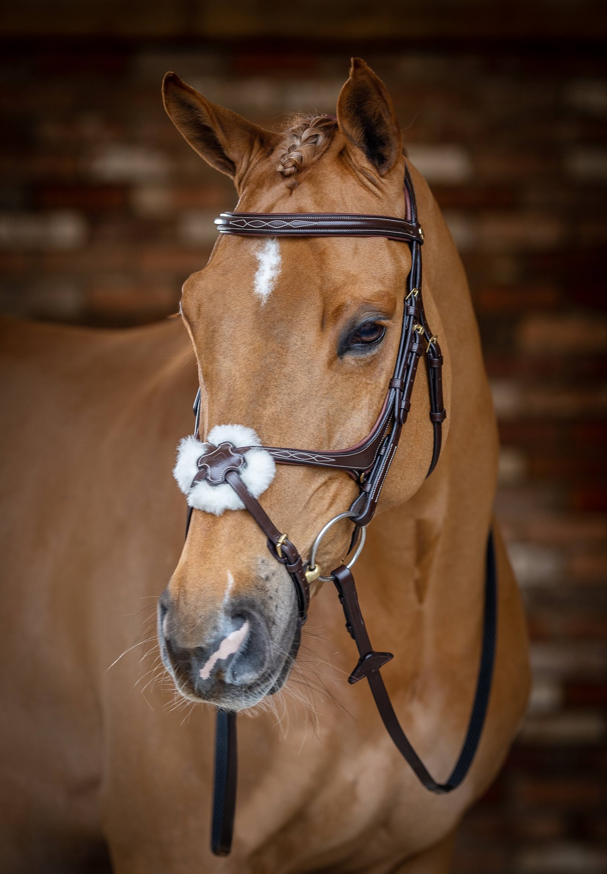 LeMieux Kudos Grackle Bridle, Arbeitstrense, Trense