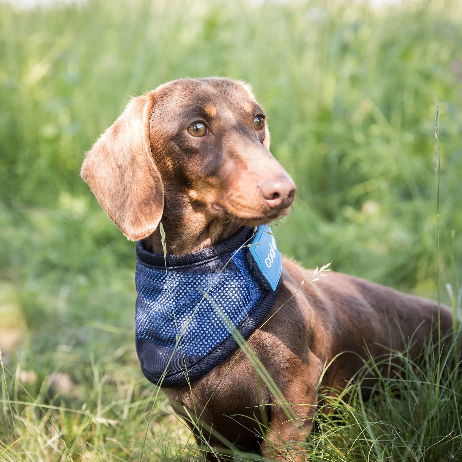 Cool on Track Cooling Bandana, blau