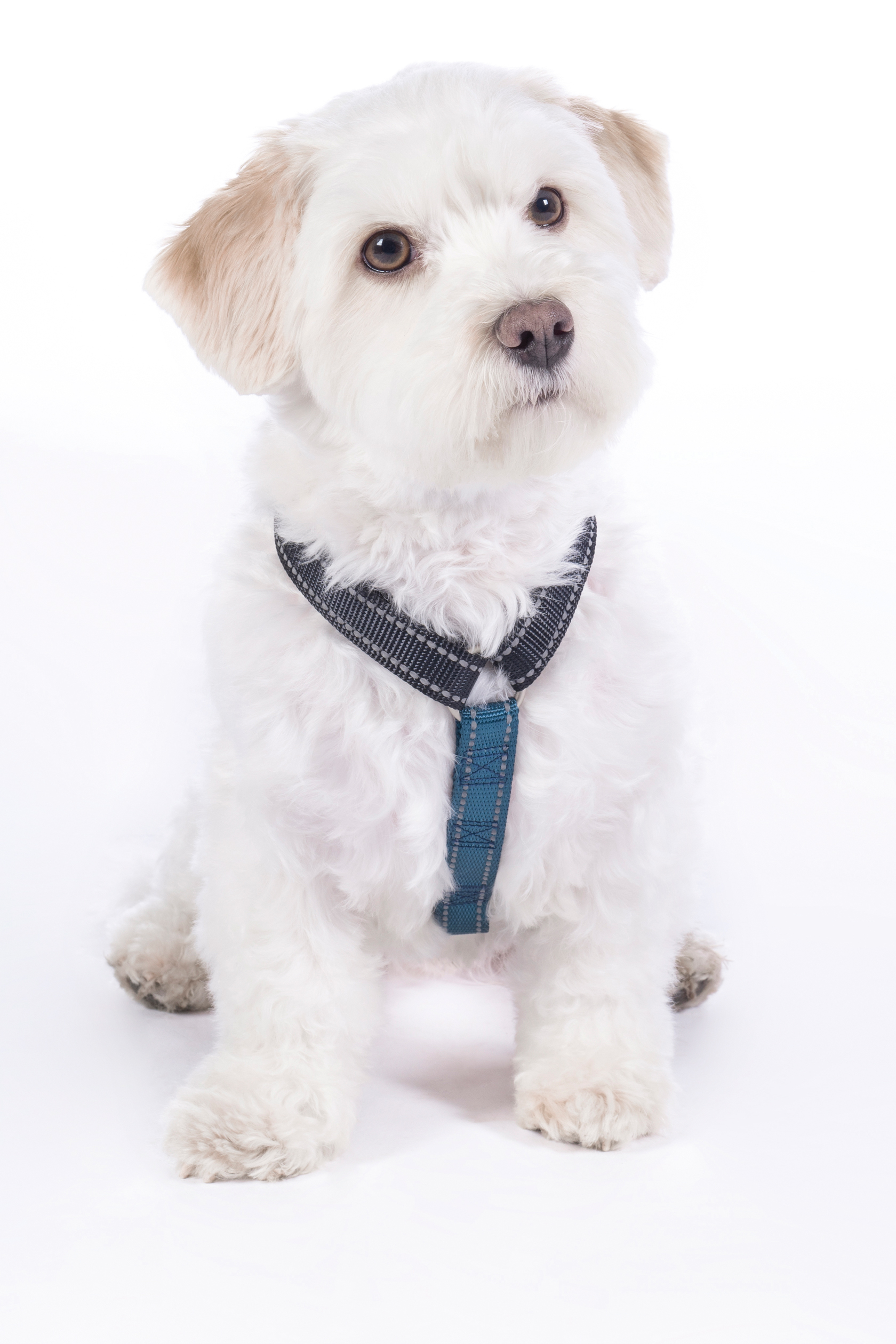 HKM Hundegeschirr "Anam Cara Basic", Nylon