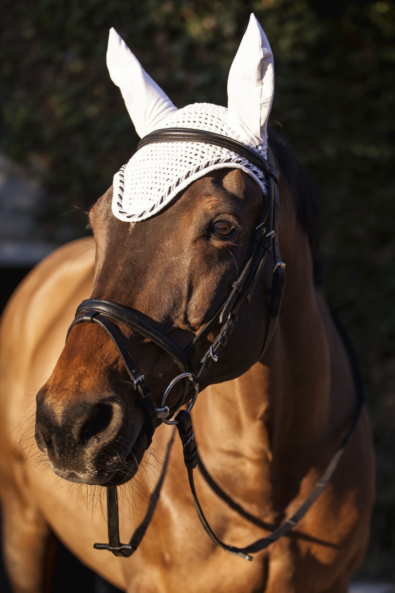 Covalliero Fliegenhaube Classic, Full