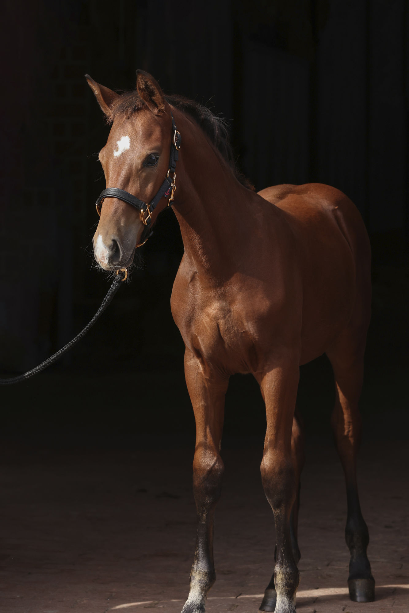Covalliero Fohlenhalfter TopLine
