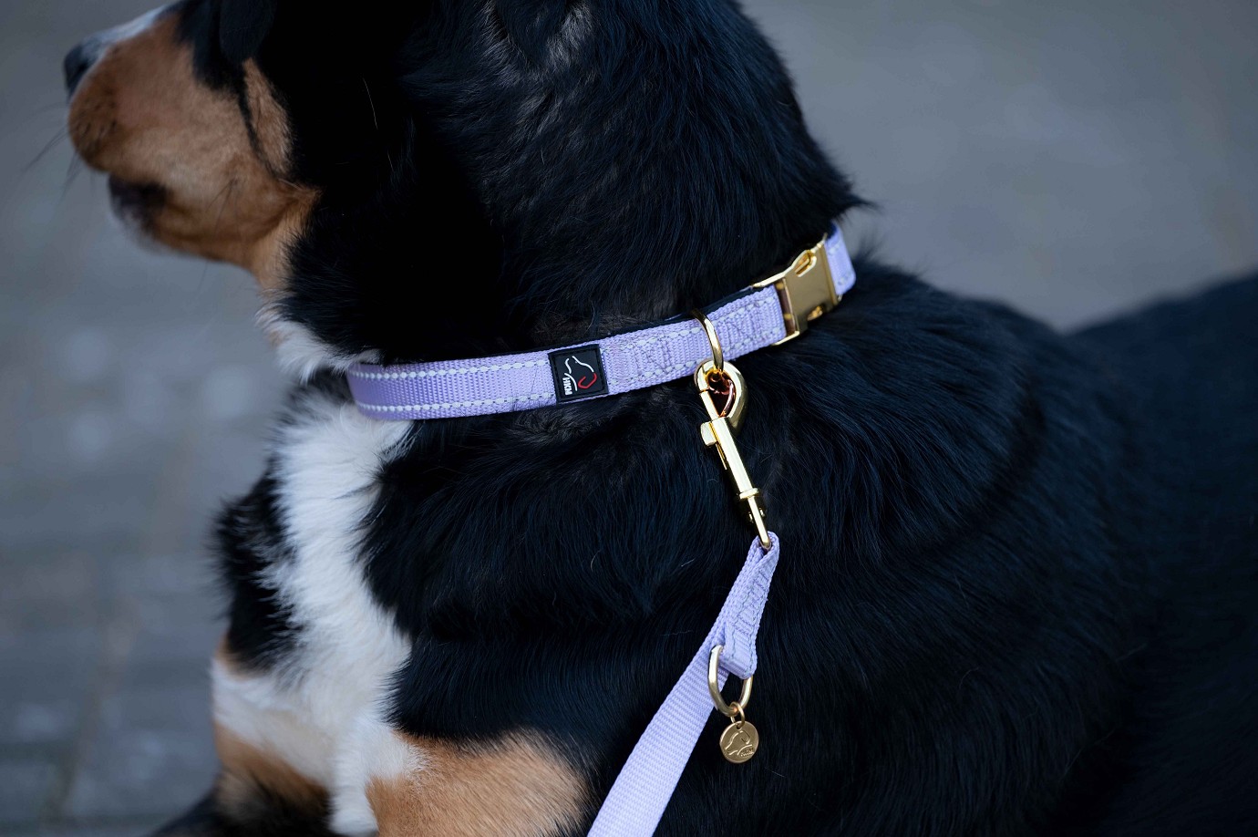 Hundehalsband lavendel