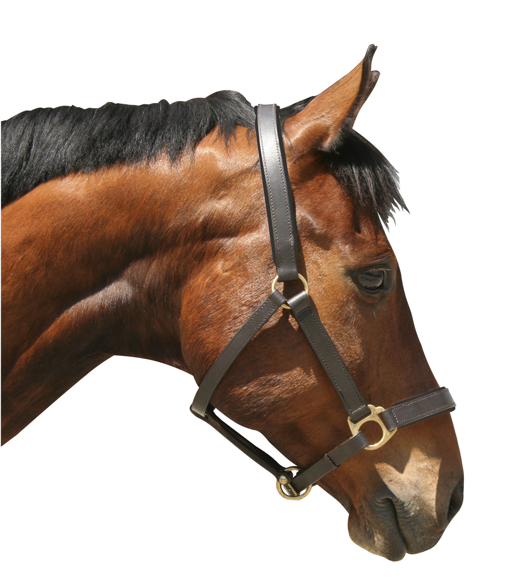 Covalliero Halfter Eco, Leder