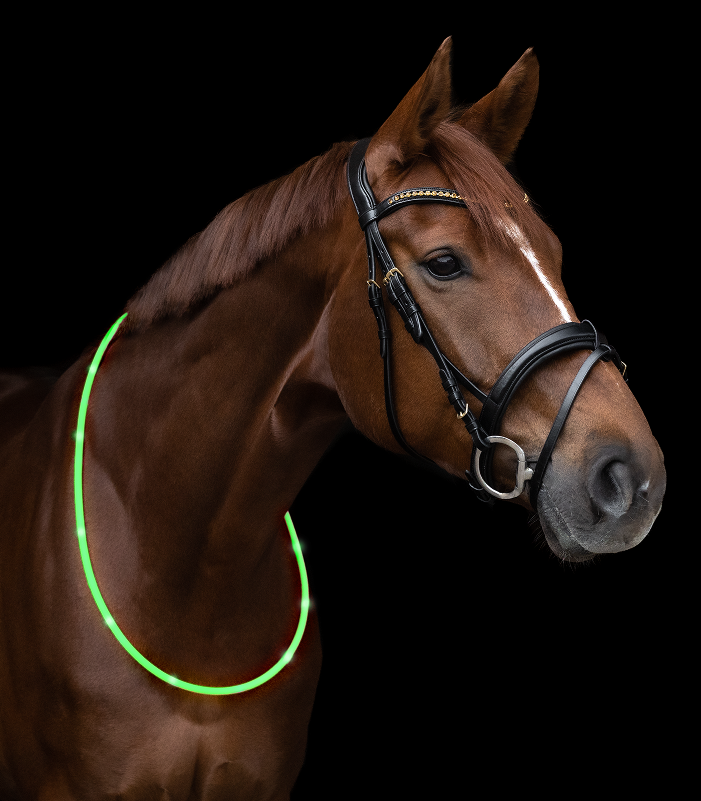 Waldhausen LED Leuchthalsring