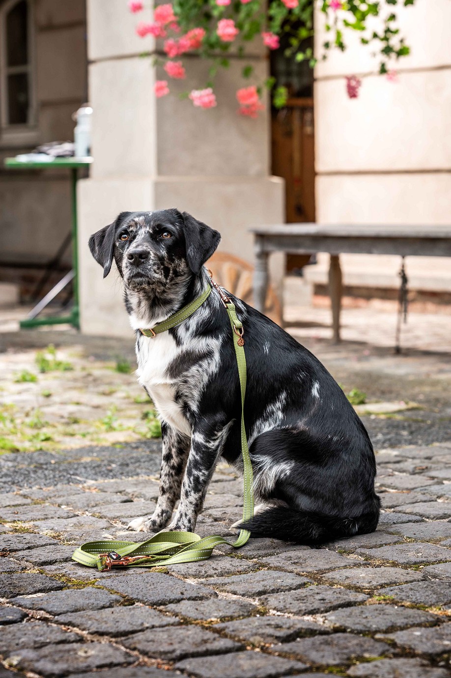 HKM Hundehalsband "Ida" Nylon,pistazie, S/M,Sale