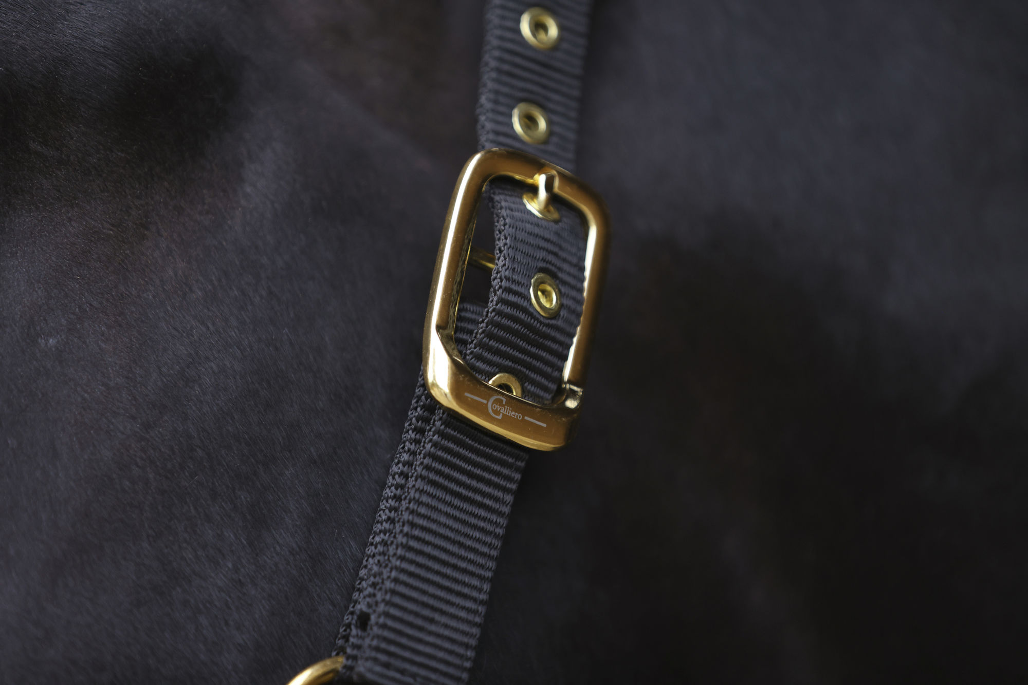 Covalliero Halfter TopLine