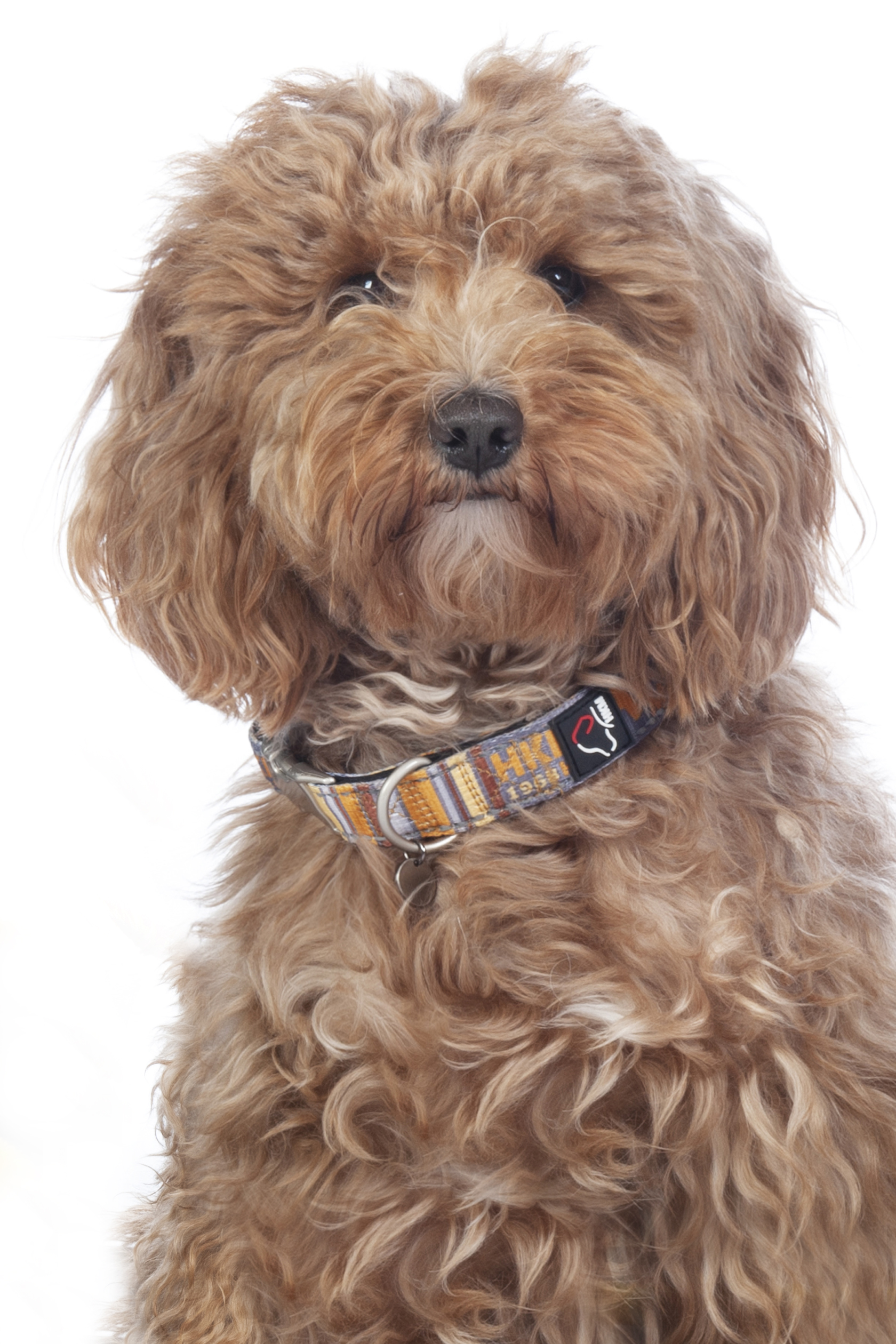 HKM Hundehalsband "Anam Cara" bedruckt